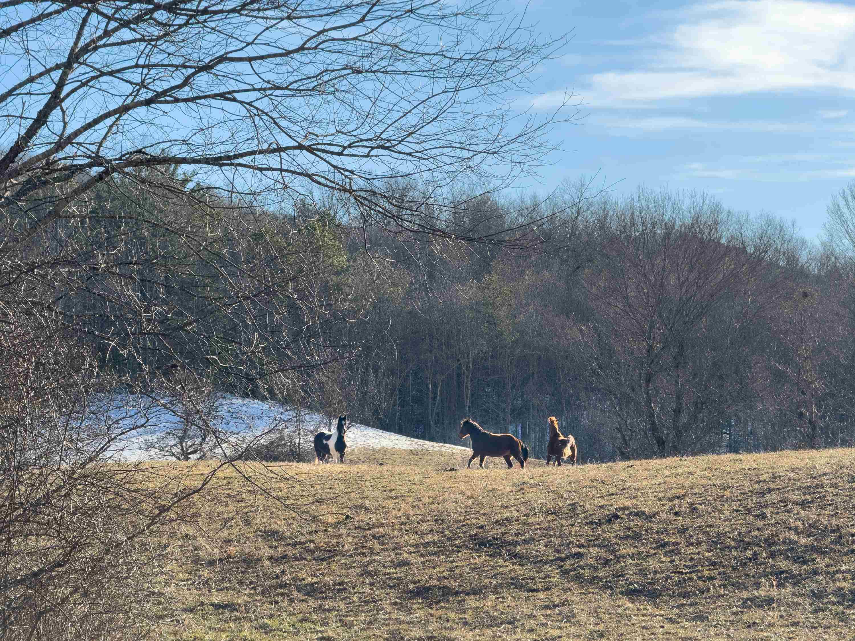 Tbd Laurel Fork Road Rocky Gap VA 24366