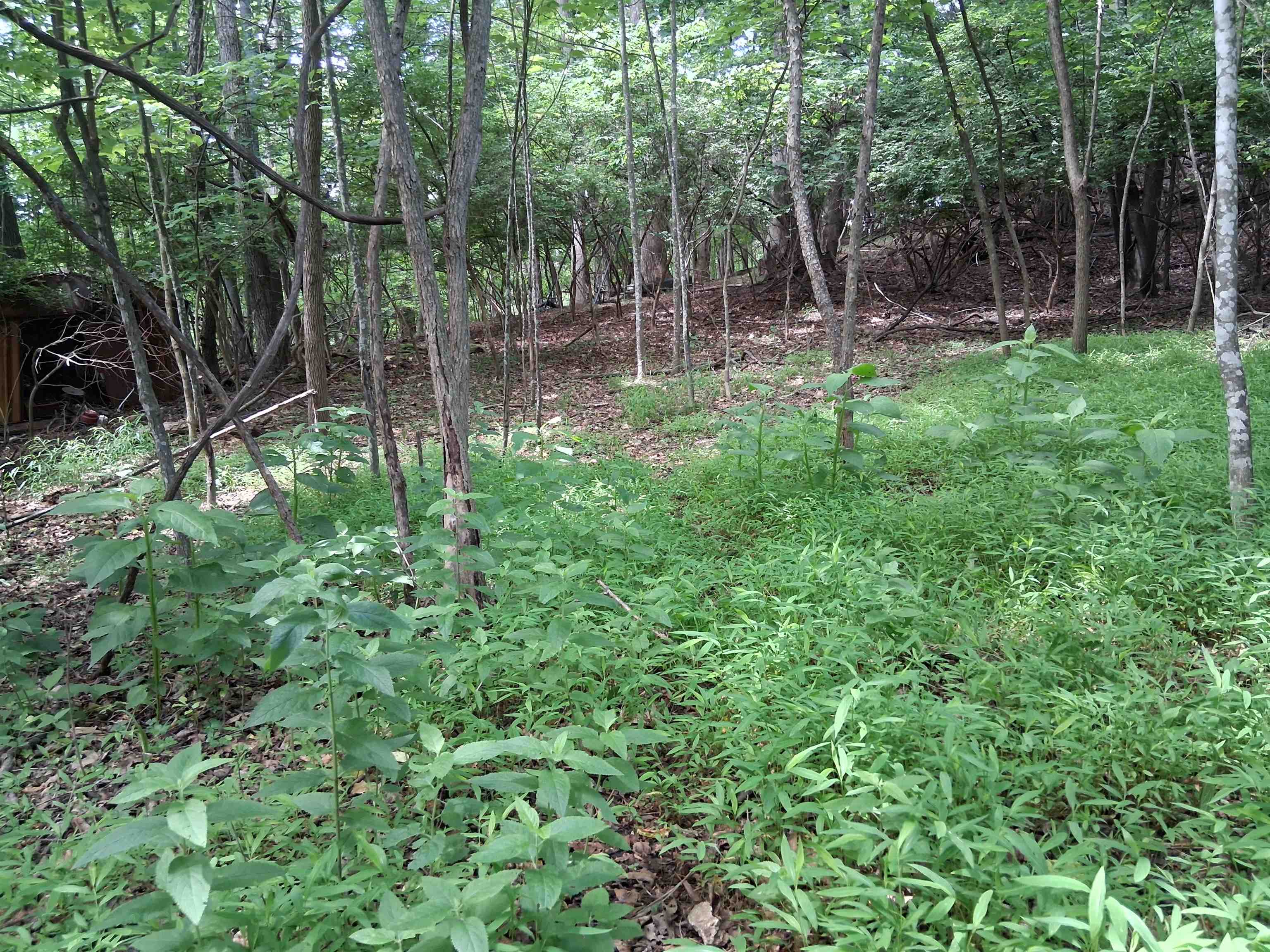 Tbd Frazier Road Radford VA 24141