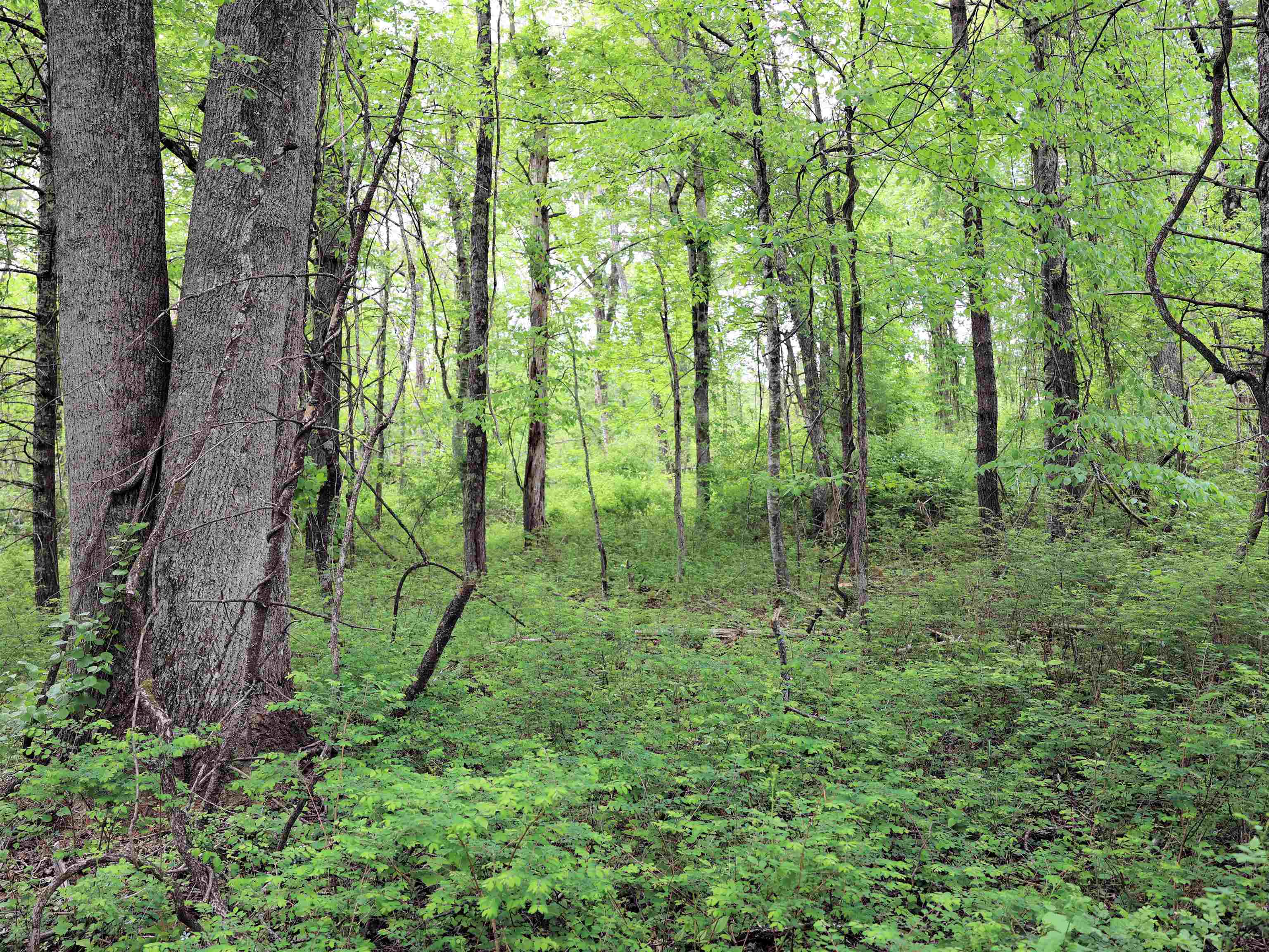 Tbd Franklin Pike SE Floyd VA 24091