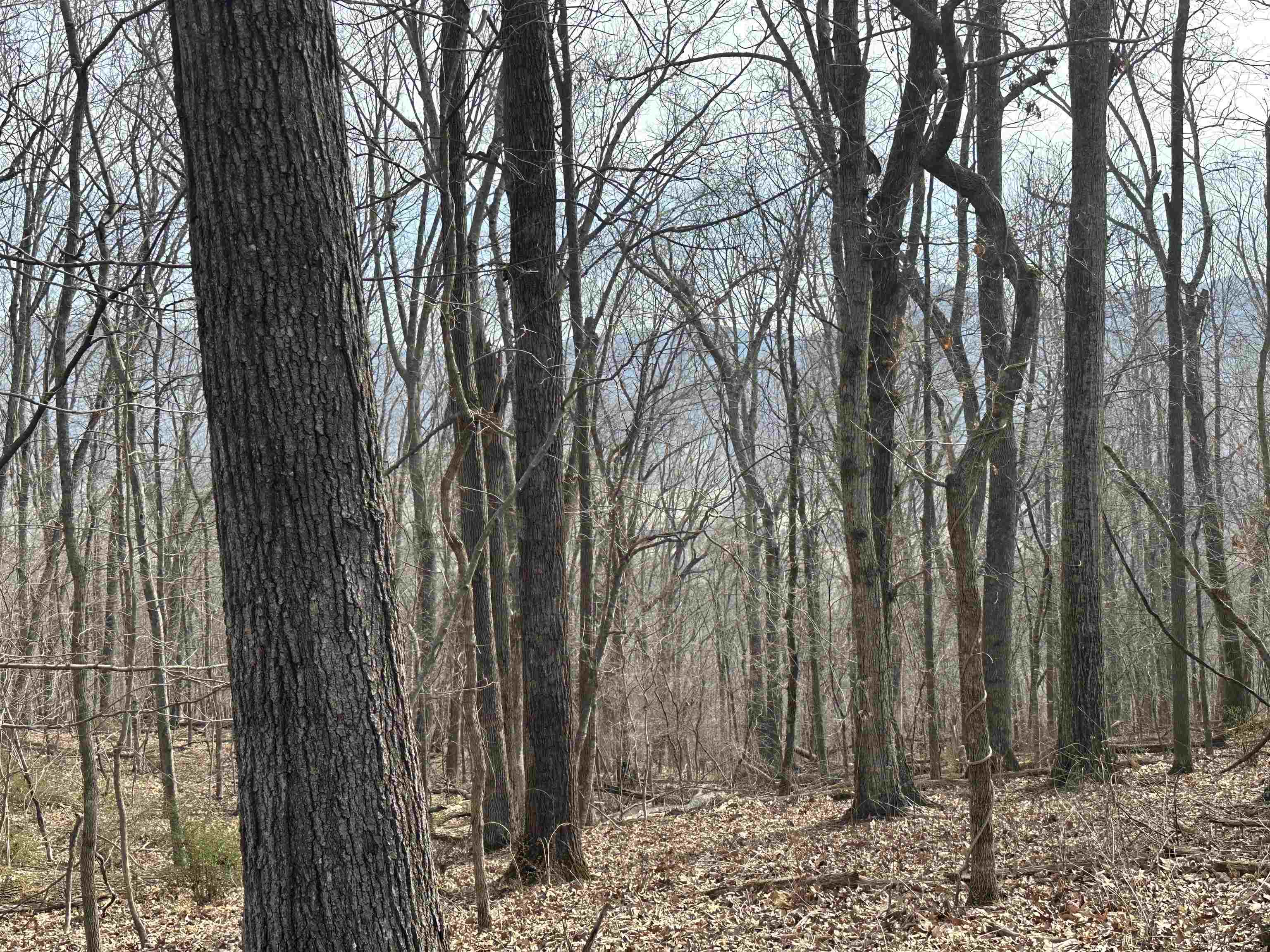 1240 Falcon Ridge Road Blacksburg VA 24060