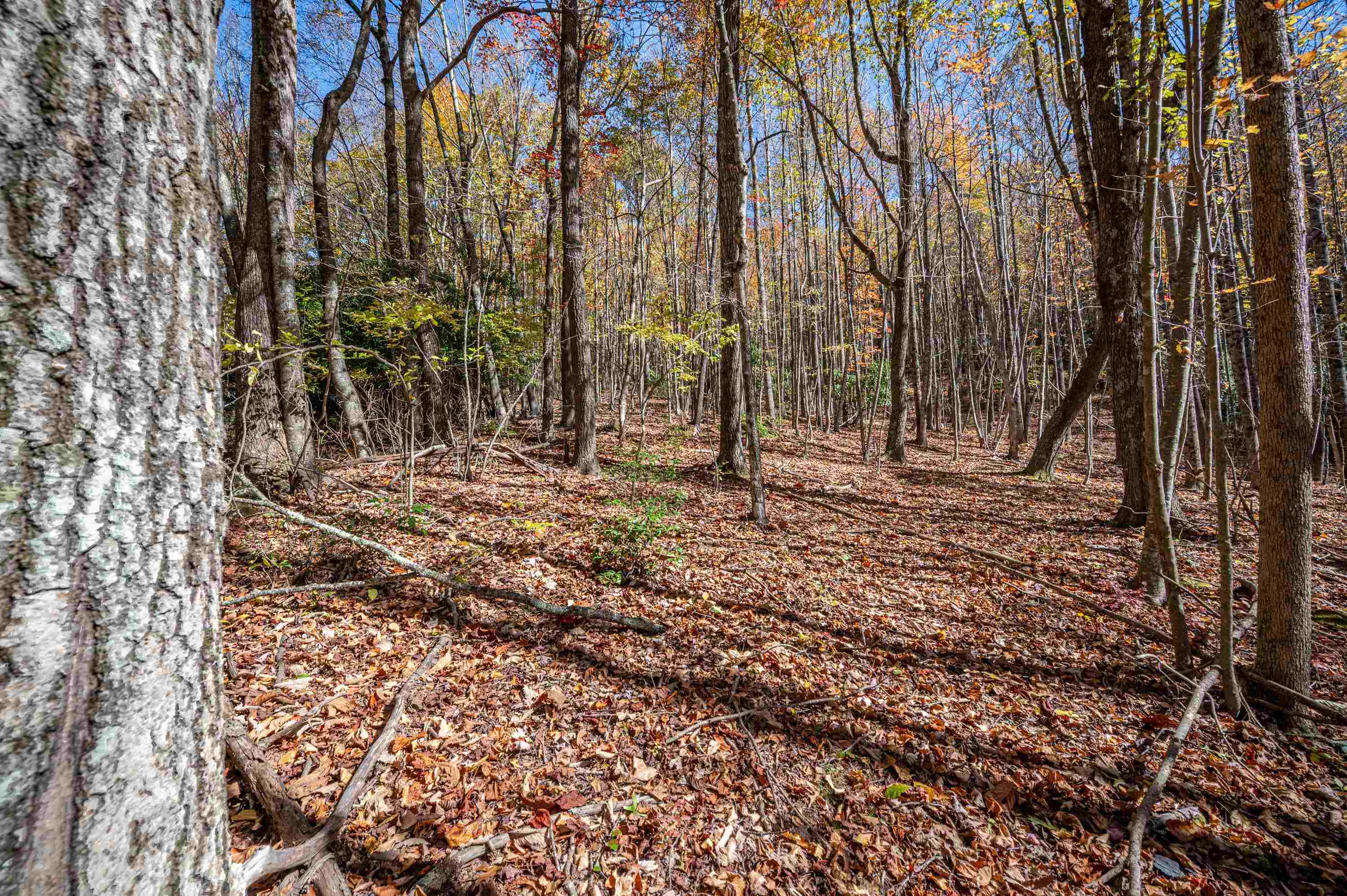 897 Phadettia Road Willis VA 24380