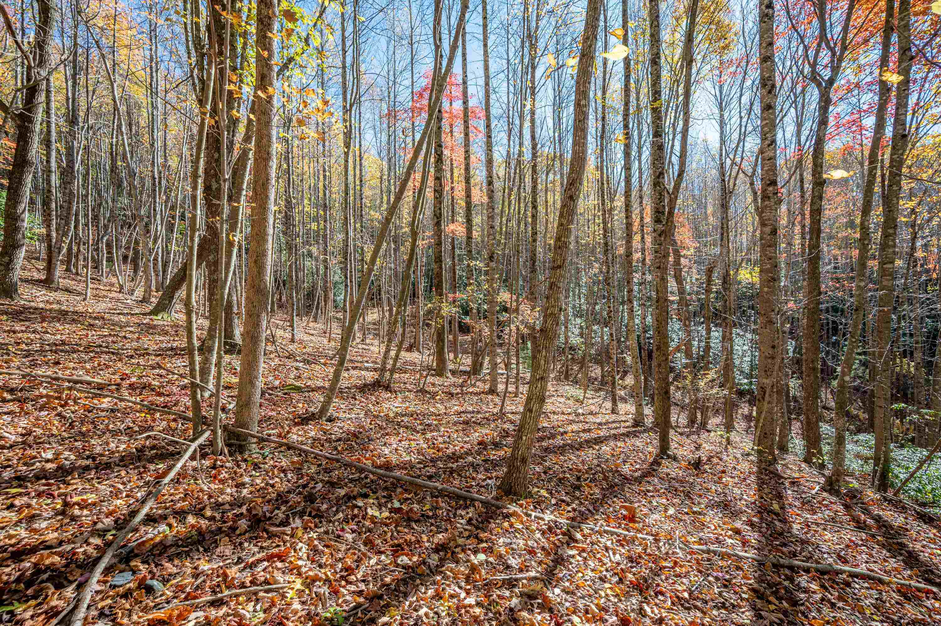 897 Phadettia Road Willis VA 24380