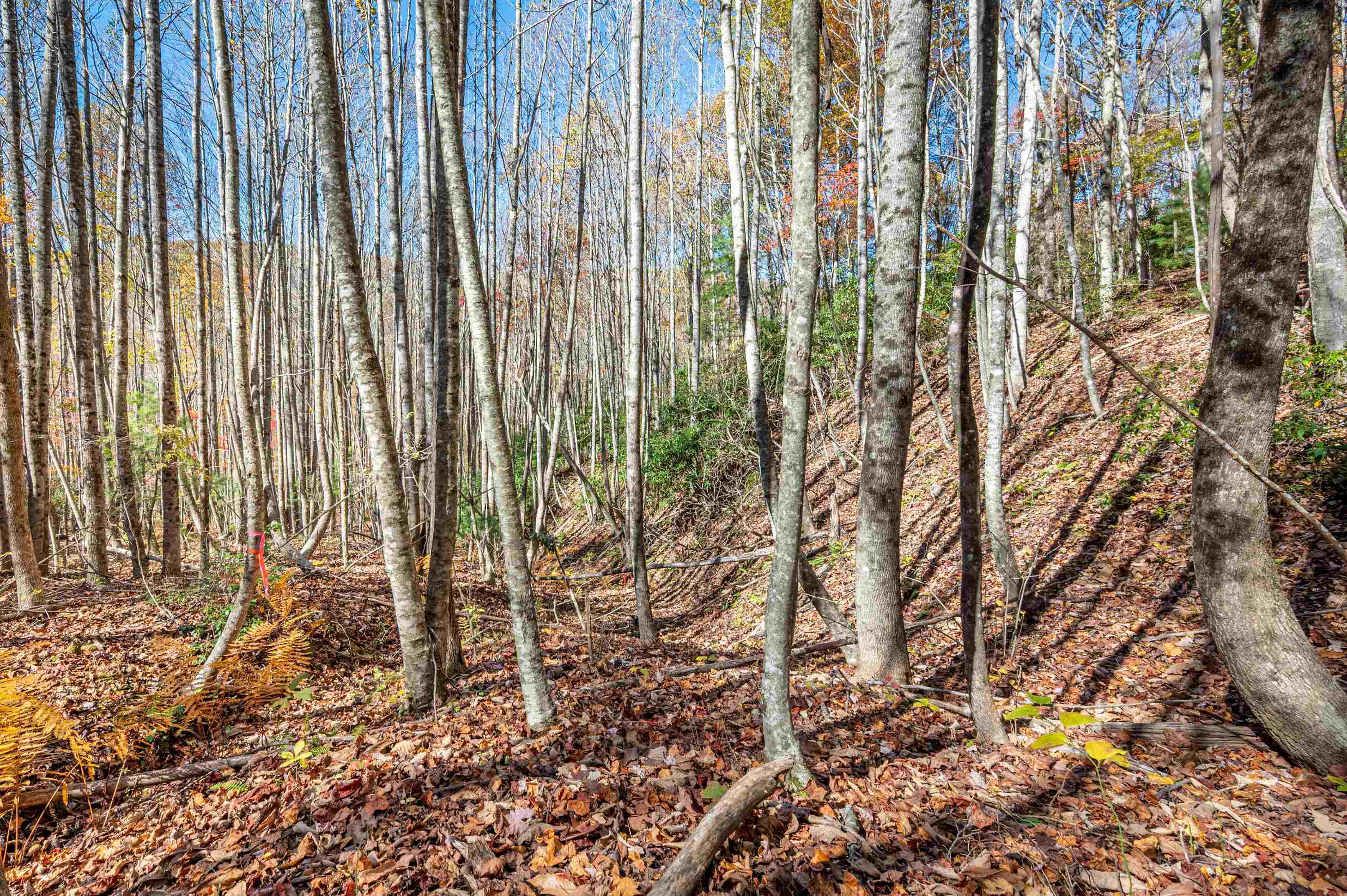 897 Phadettia Road Willis VA 24380