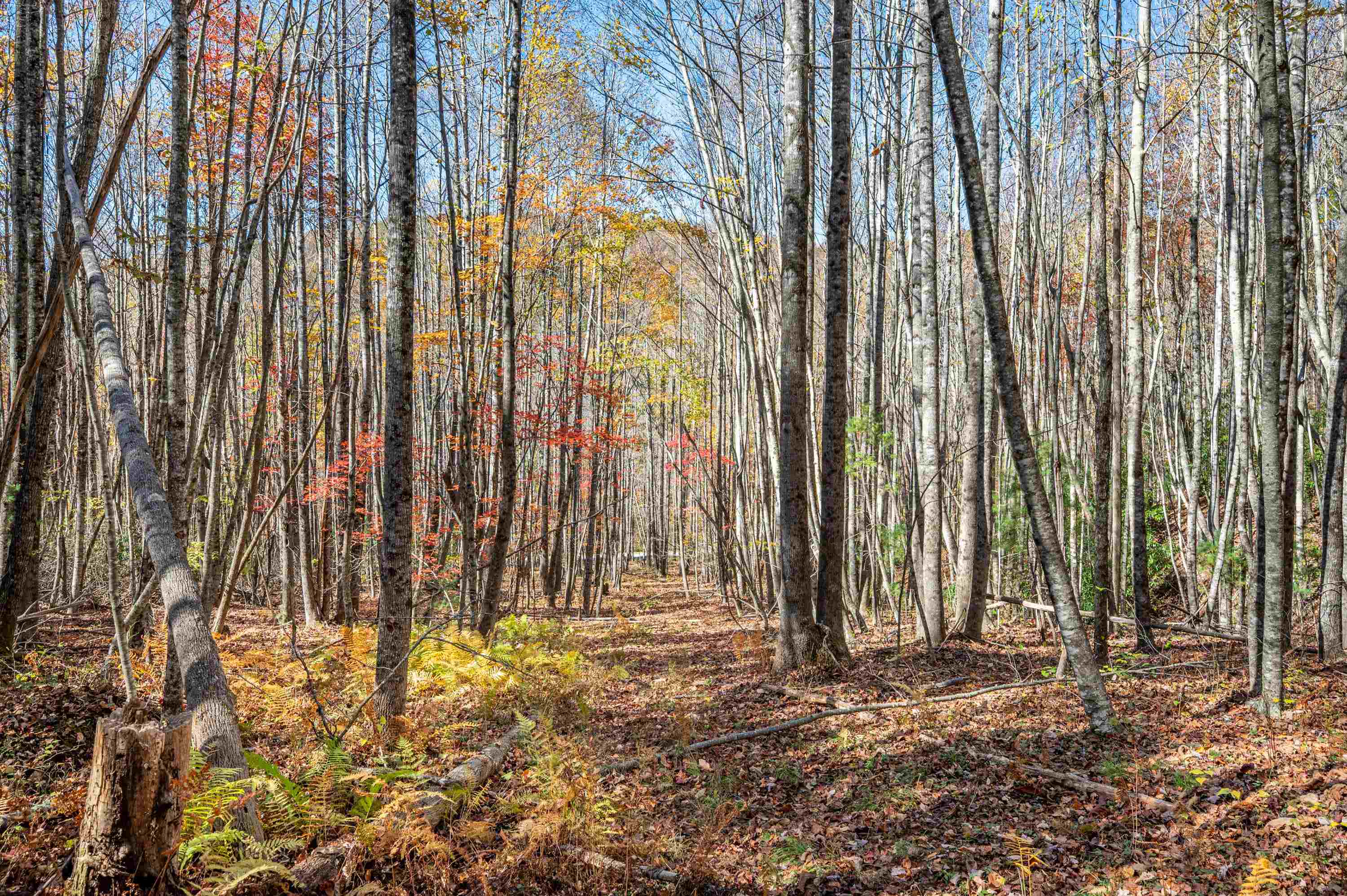 897 Phadettia Road Willis VA 24380