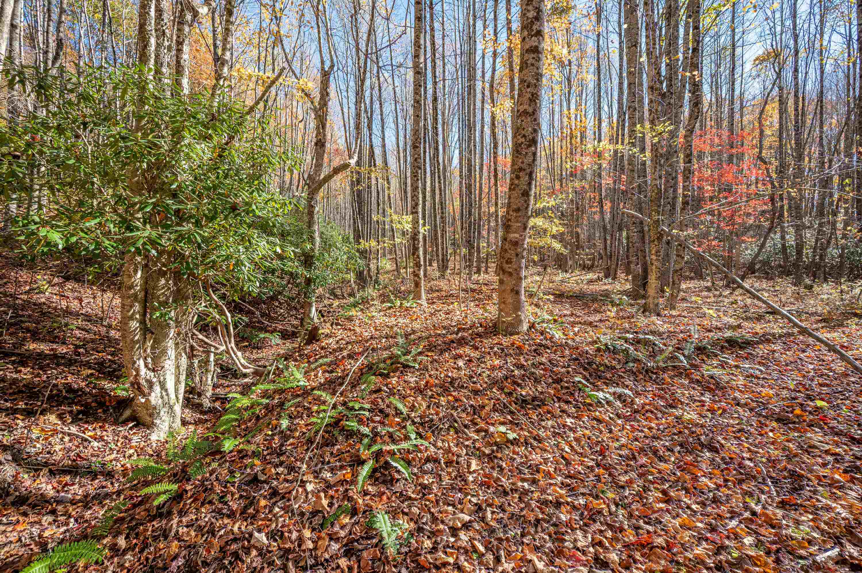 897 Phadettia Road Willis VA 24380