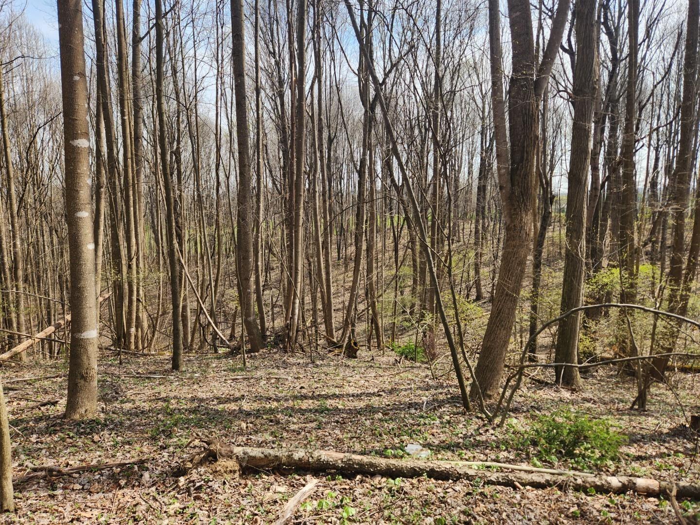 Tbd Allis Chalmers Road Rural Retreat VA 24368