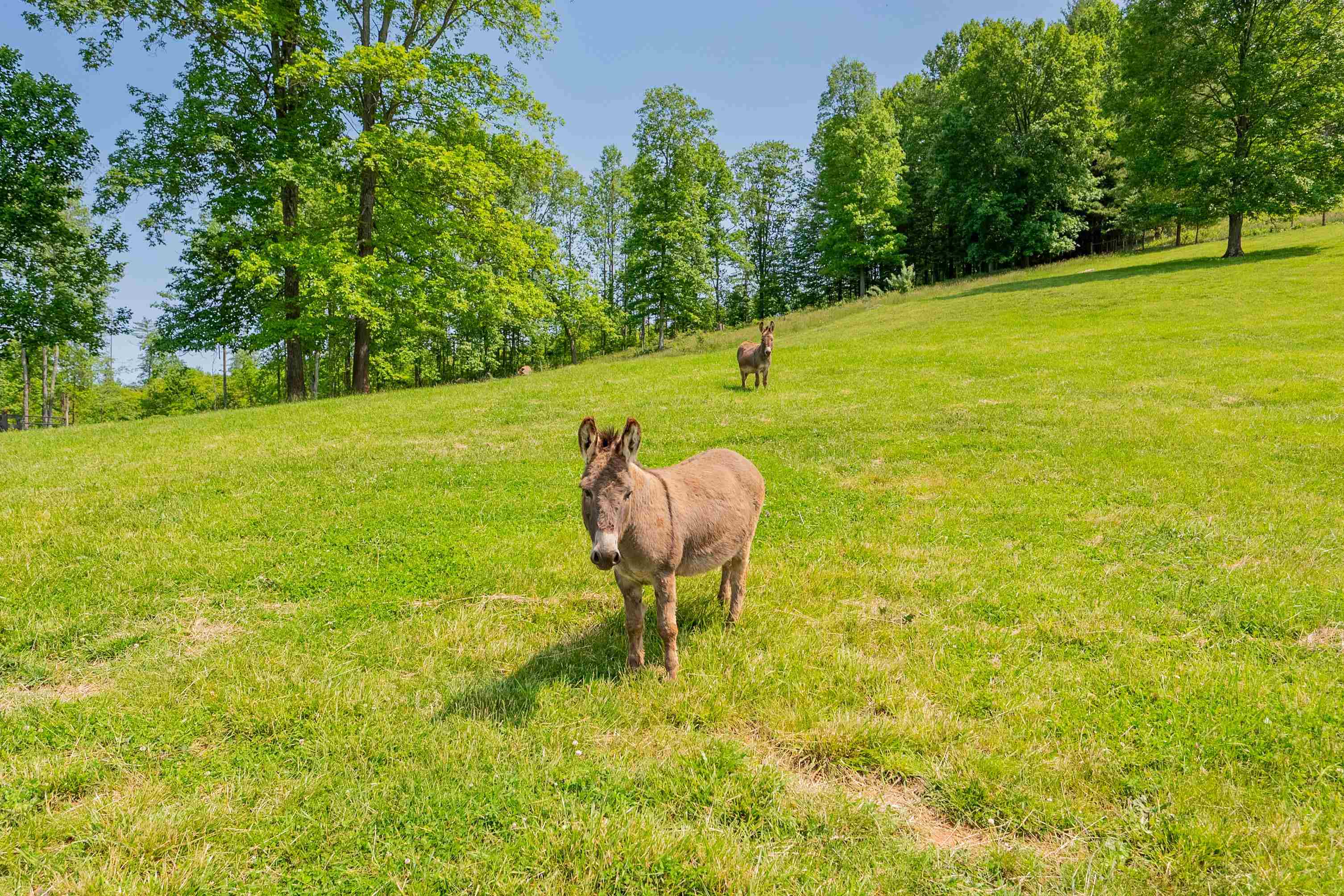 Tbd Gibson Knob Road Laurel Fork VA 24352