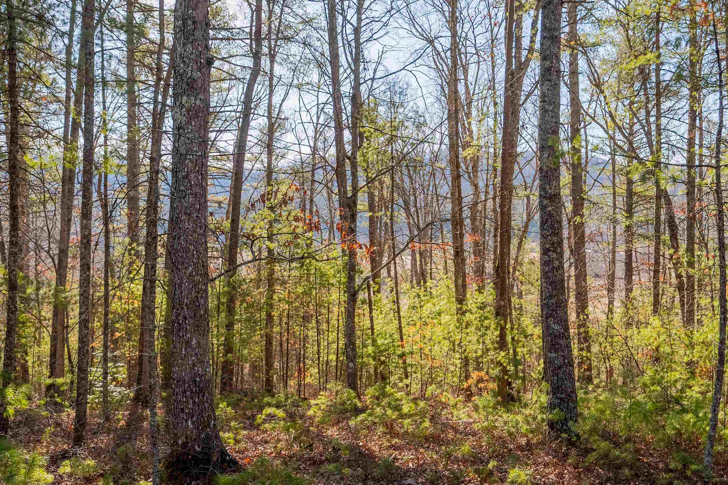 0 Kimberling Road Bland VA 24315