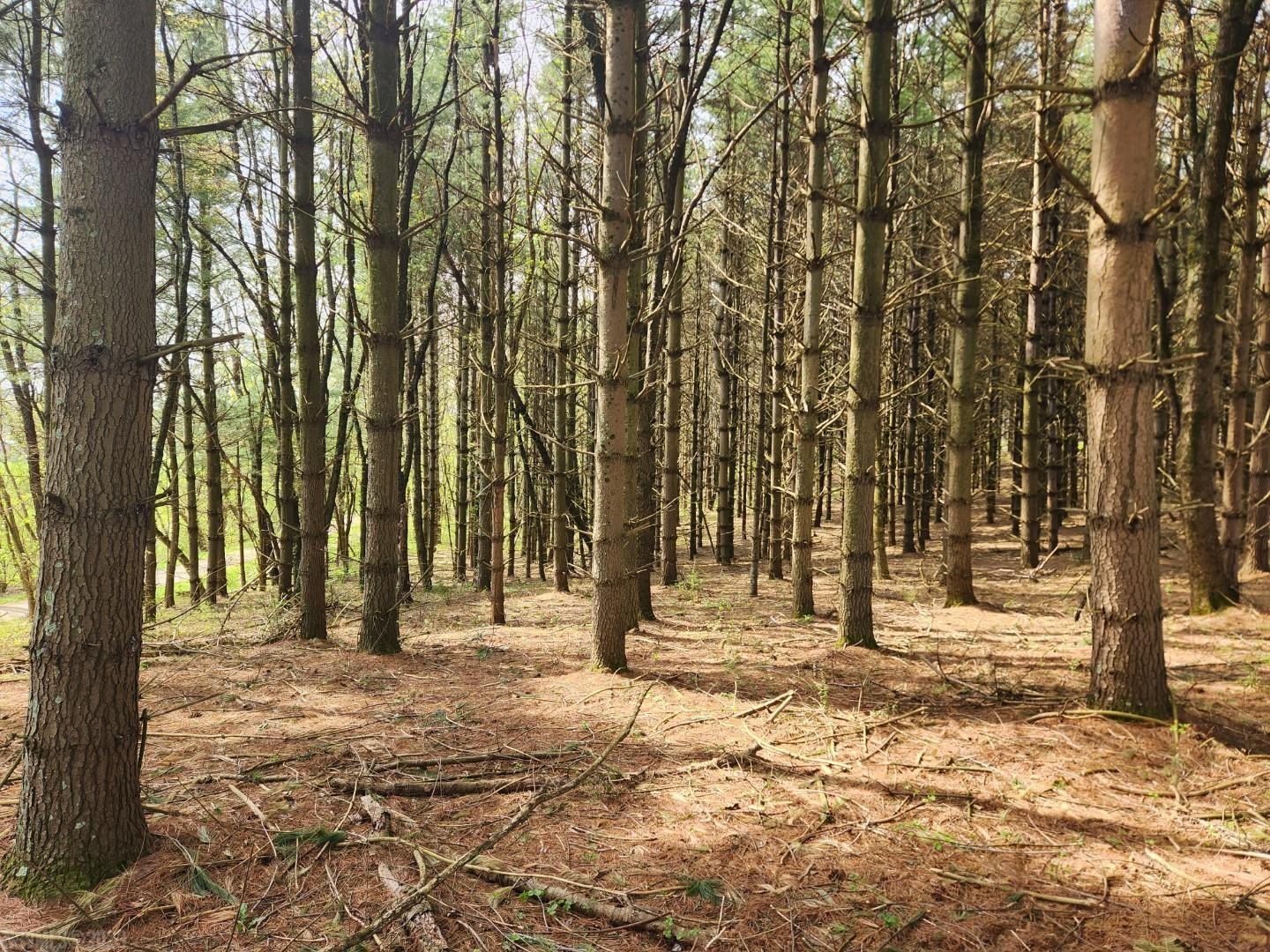 Tbd Allis Chamlers Road Rural Retreat VA 24368