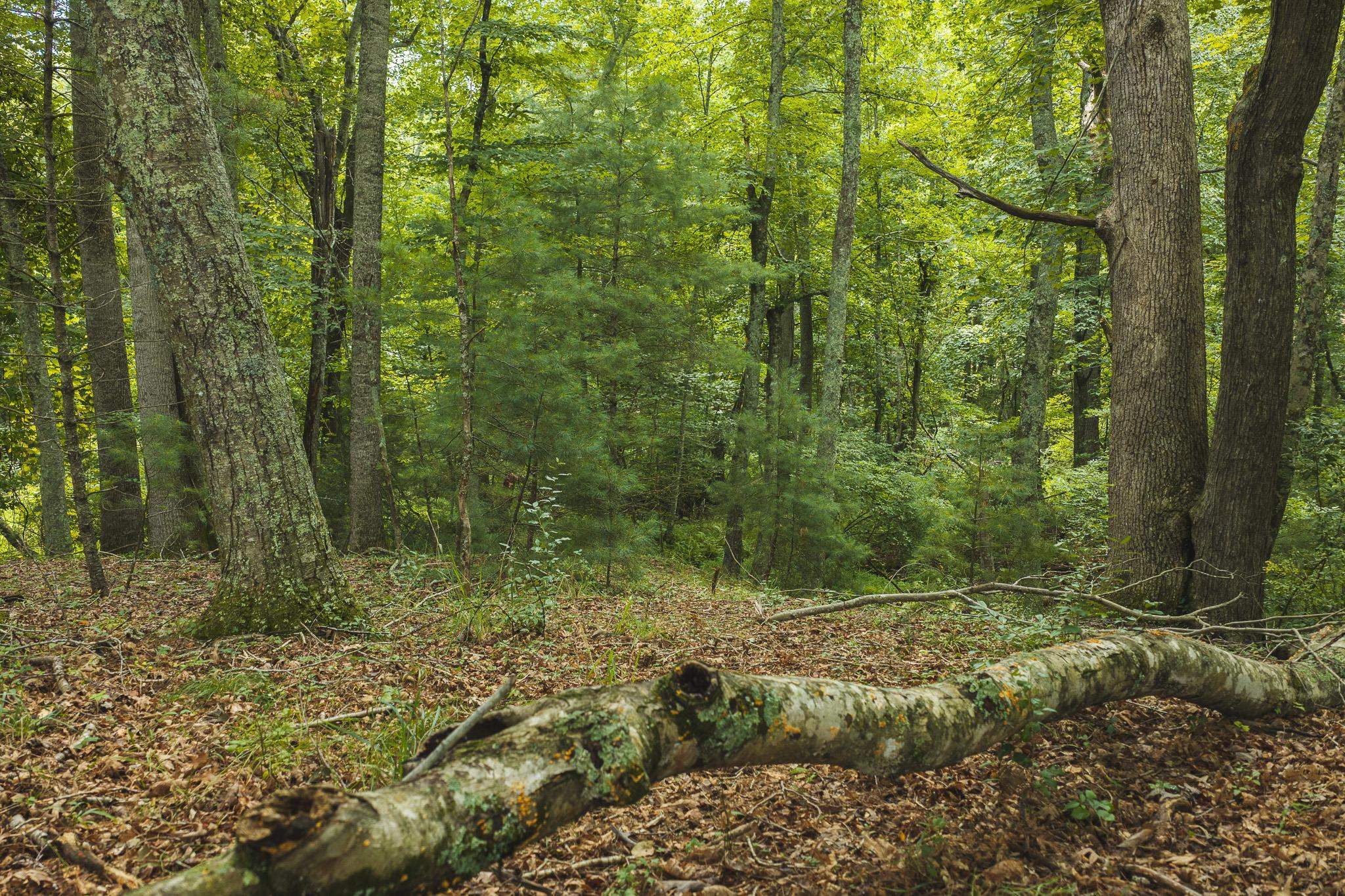 Lot 2 Ridgeview Road Floyd VA 24091