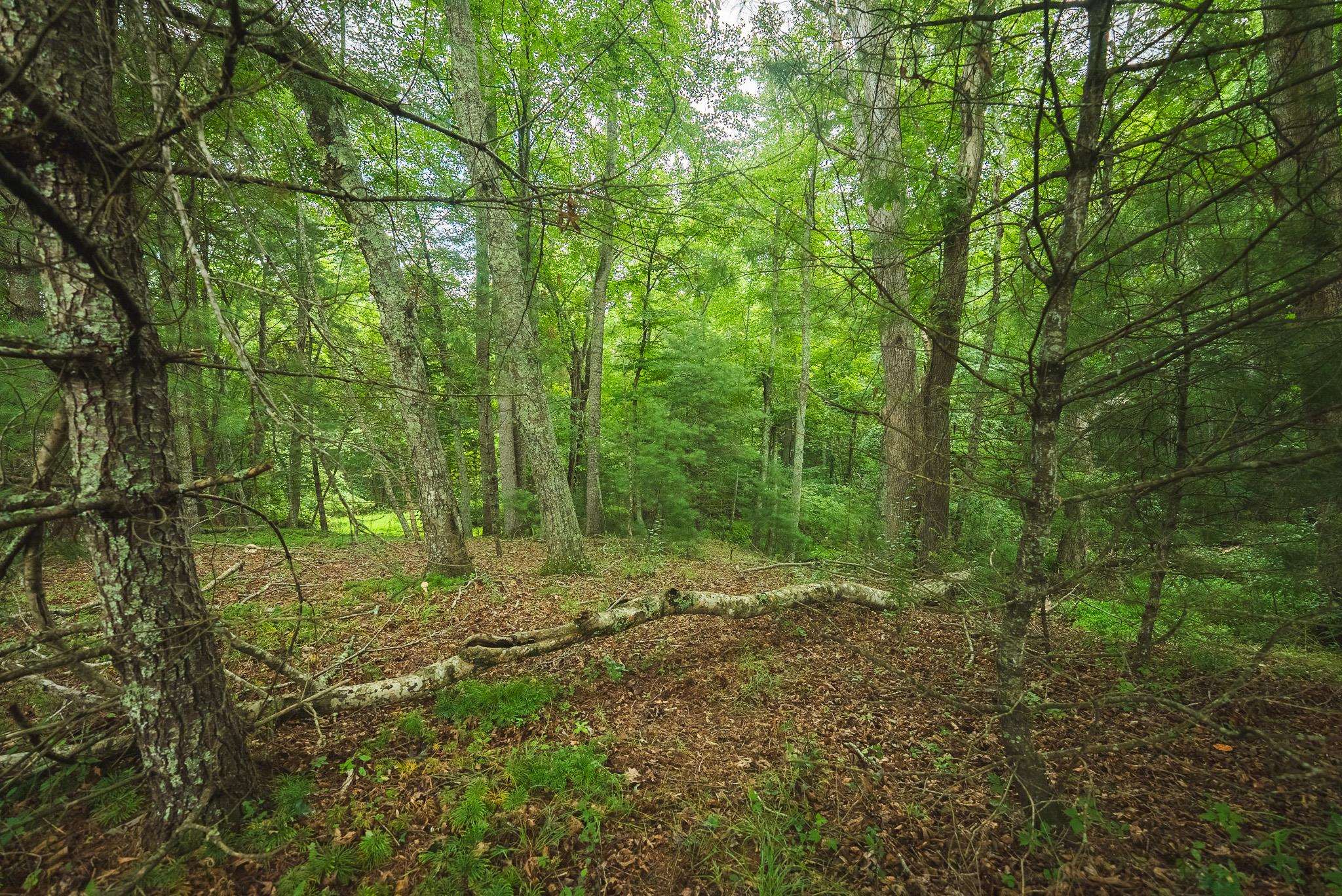 Lot 2 Ridgeview Road Floyd VA 24091