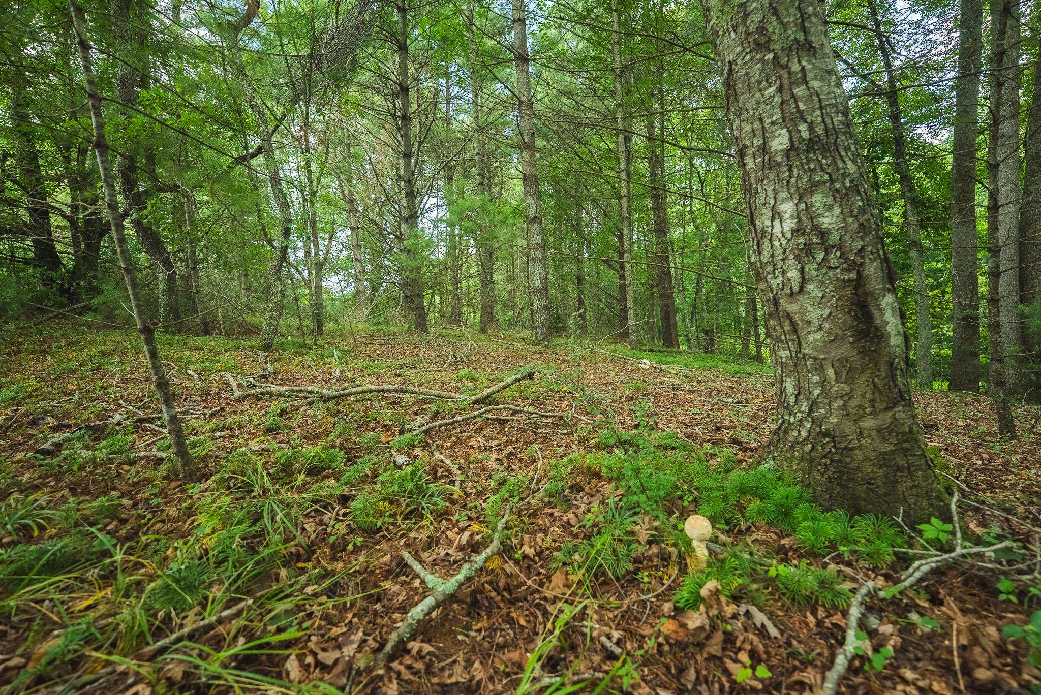 Lot 2 Ridgeview Road Floyd VA 24091