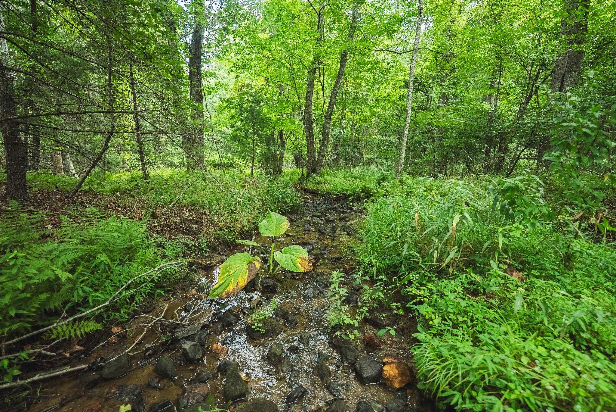 Lot 2 Ridgeview Road Floyd VA 24091