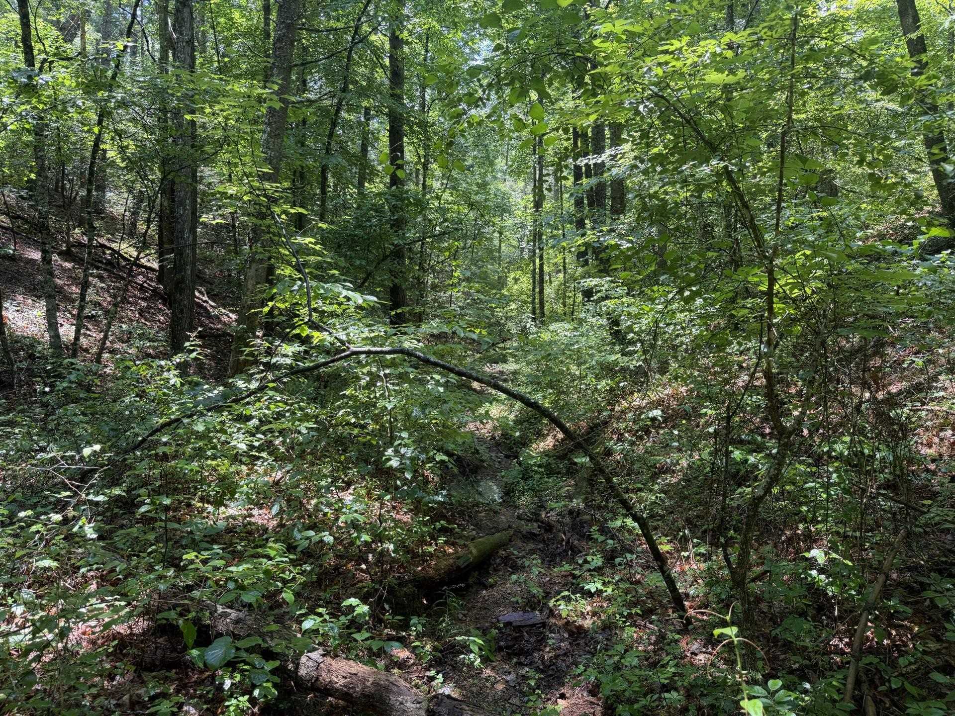 Tbd Short Ridge Drive Bland VA 24315