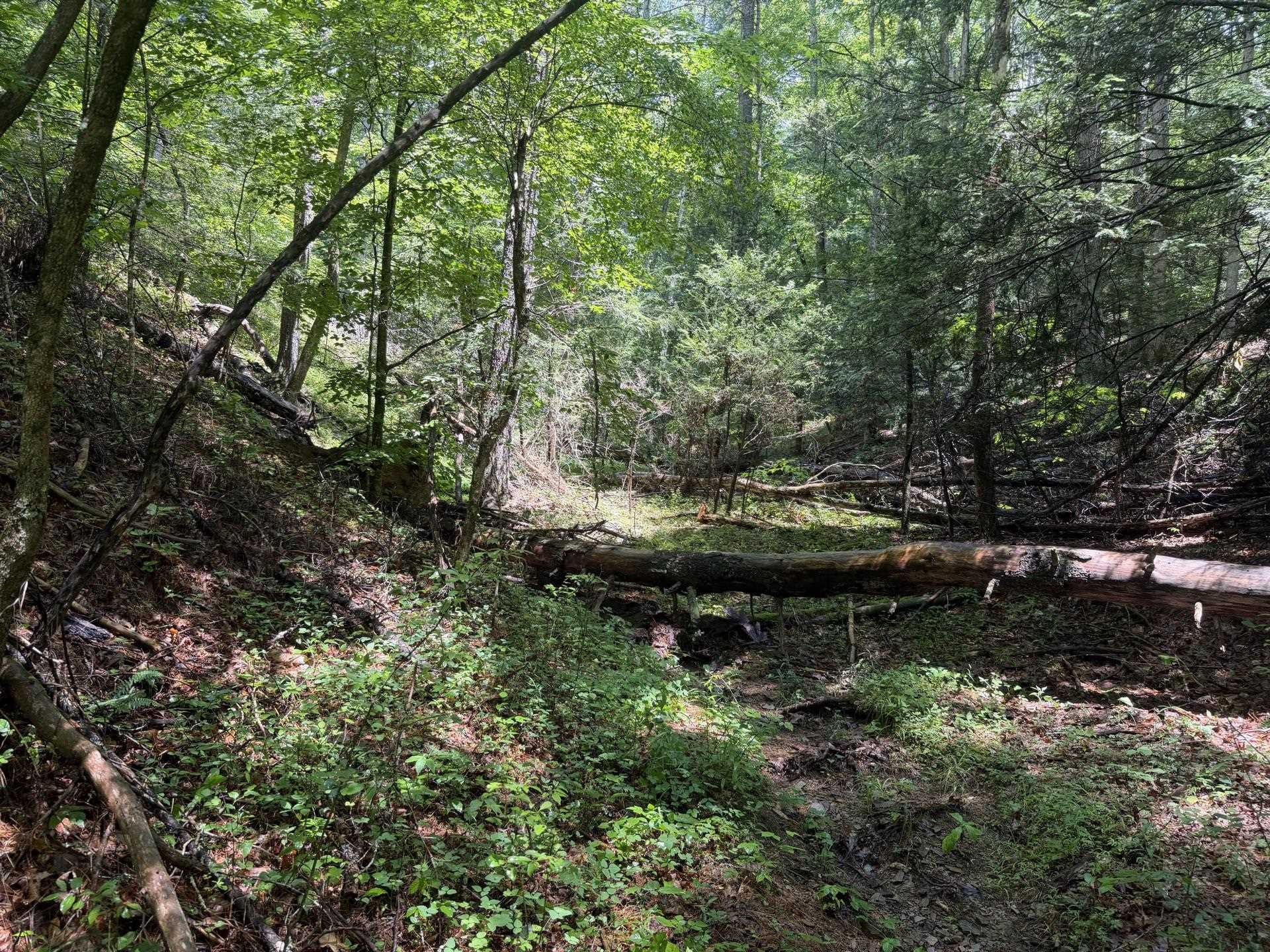 Tbd Short Ridge Drive Bland VA 24315