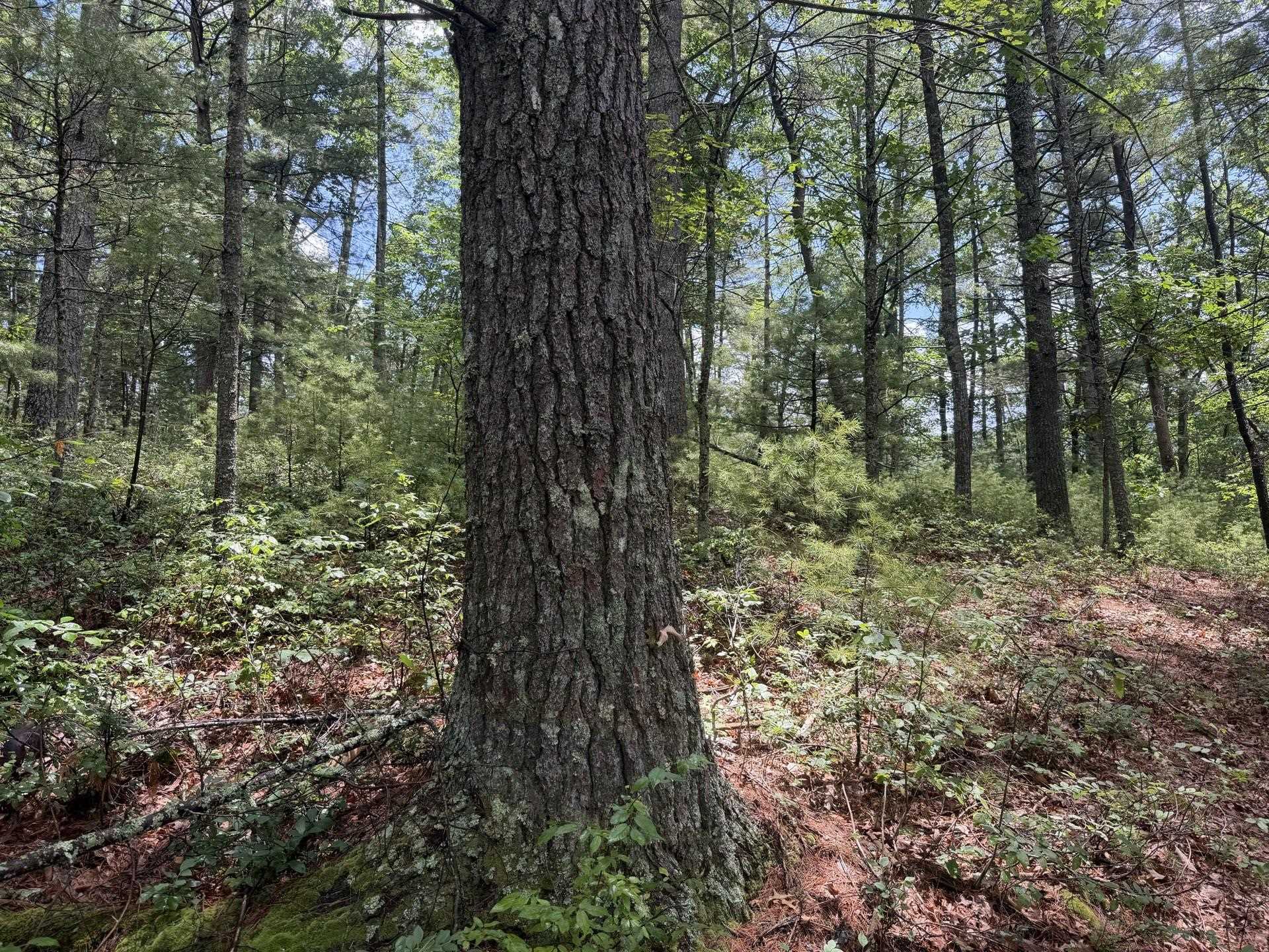 Tbd Short Ridge Drive Bland VA 24315