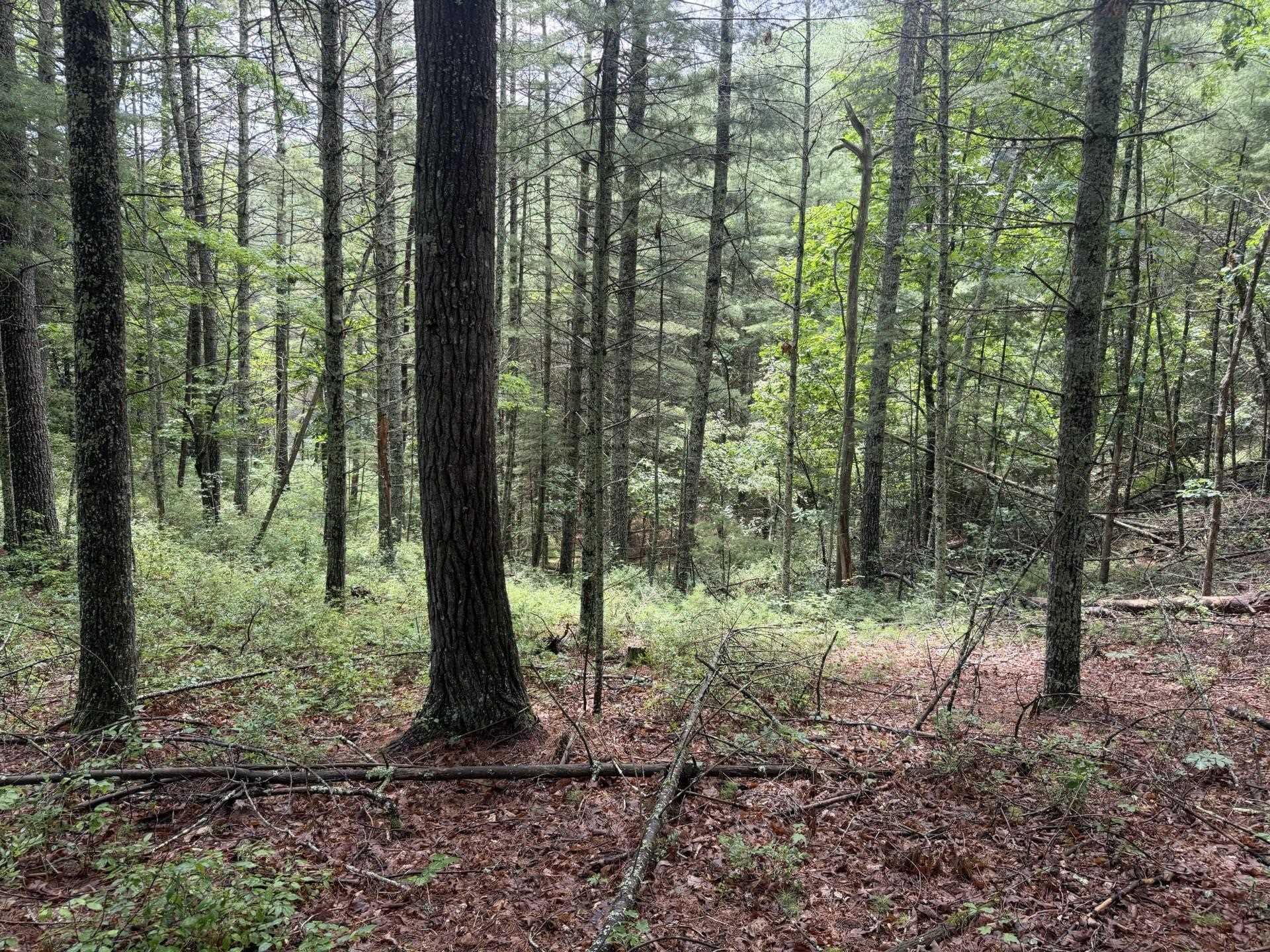 Tbd Short Ridge Drive Bland VA 24315