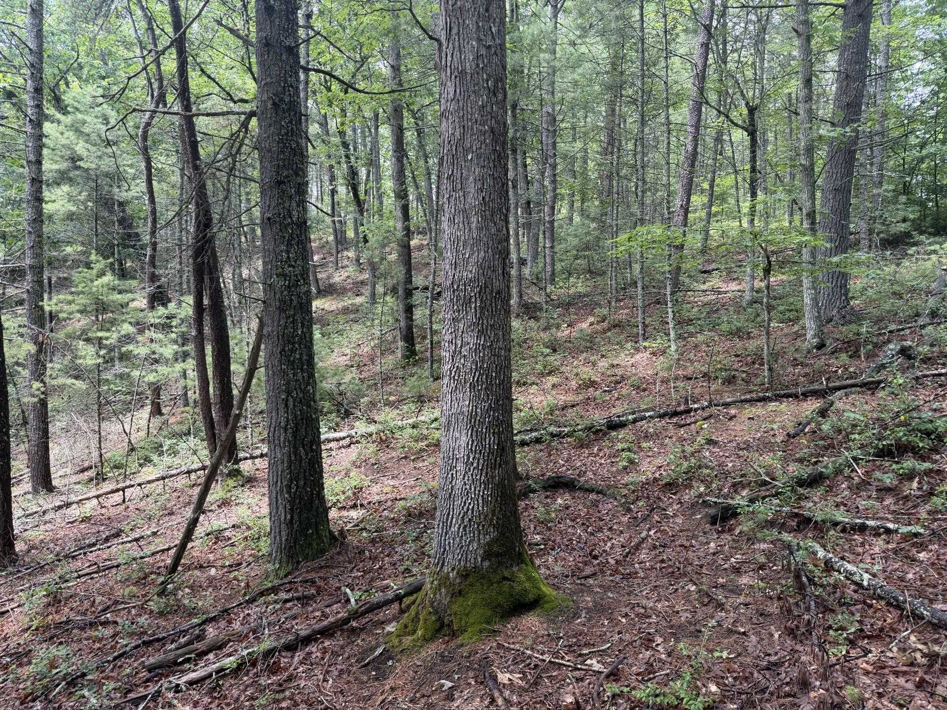 Tbd Short Ridge Drive Bland VA 24315