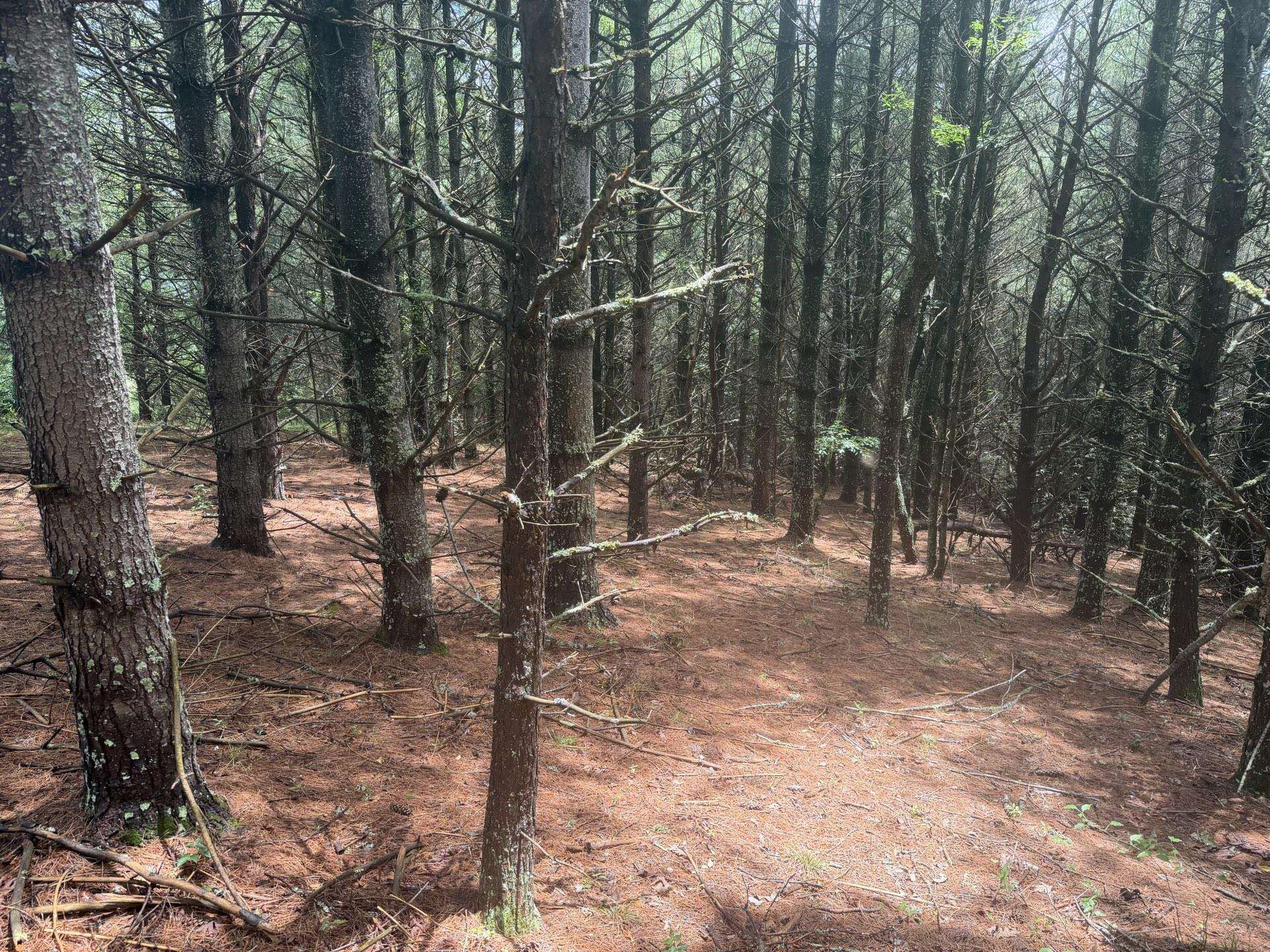 Tbd Short Ridge Drive Bland VA 24315