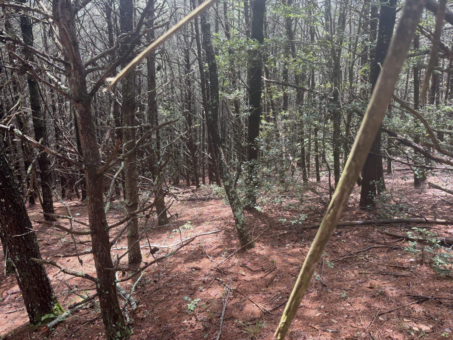 Tbd Short Ridge Drive Bland VA 24315