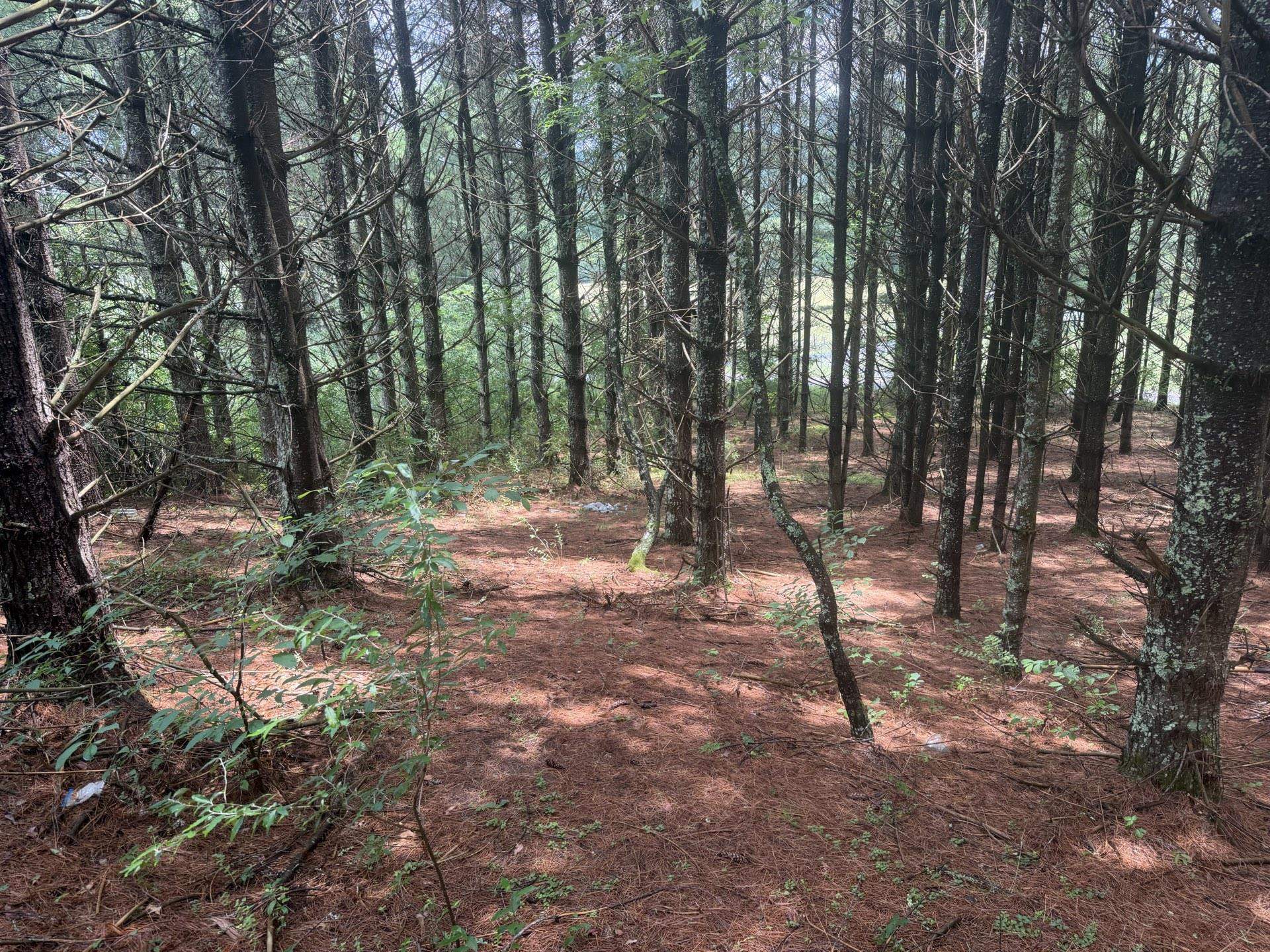 Tbd Short Ridge Drive Bland VA 24315