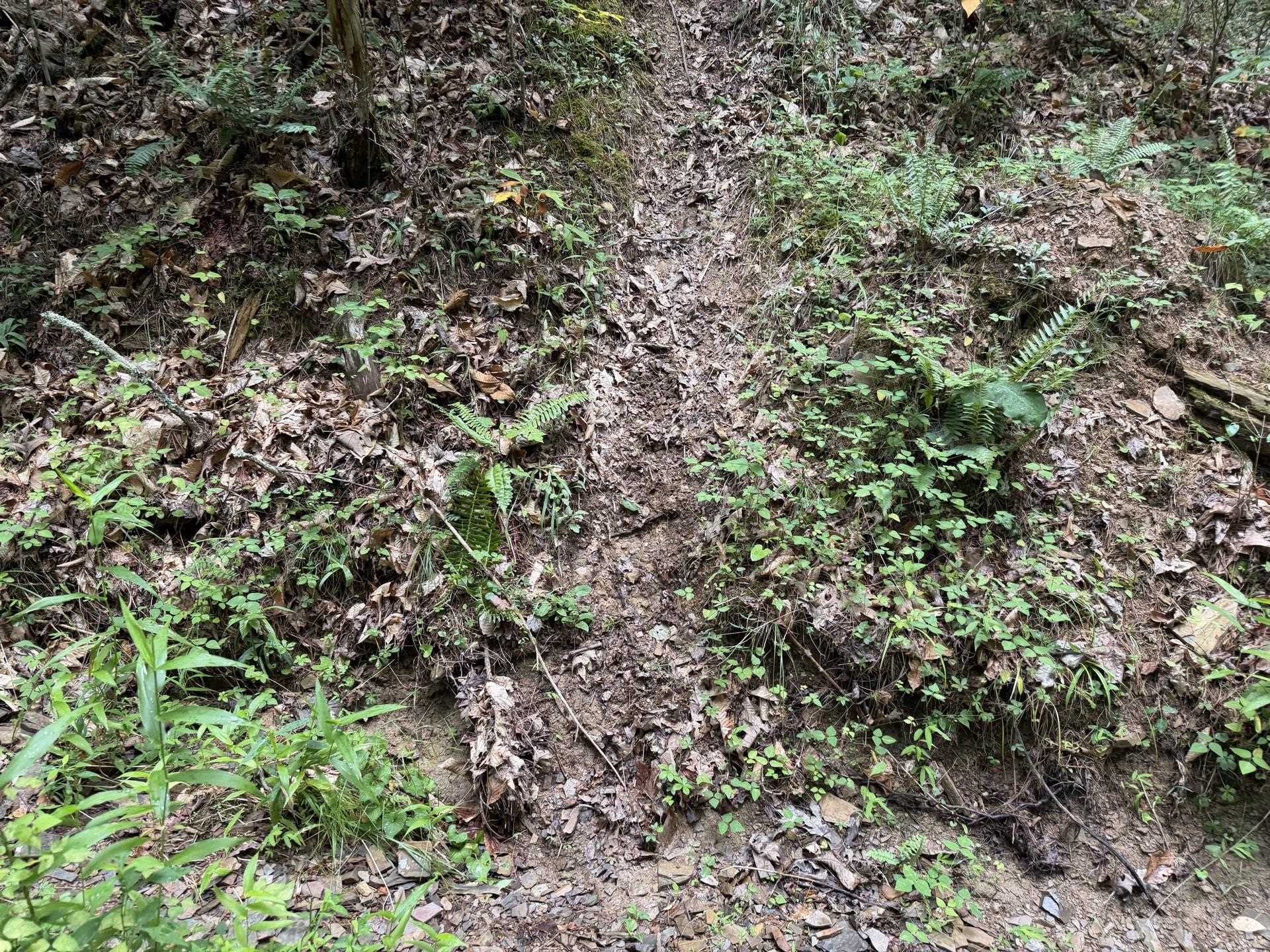 Tbd Short Ridge Drive Bland VA 24315