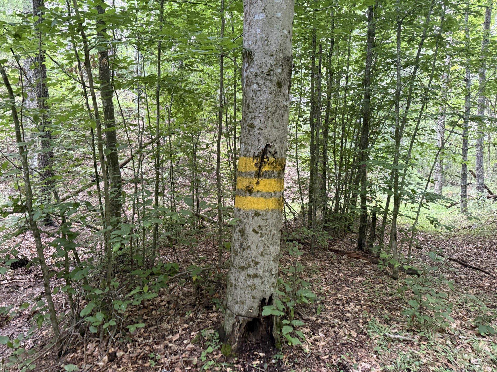 Tbd Short Ridge Drive Bland VA 24315