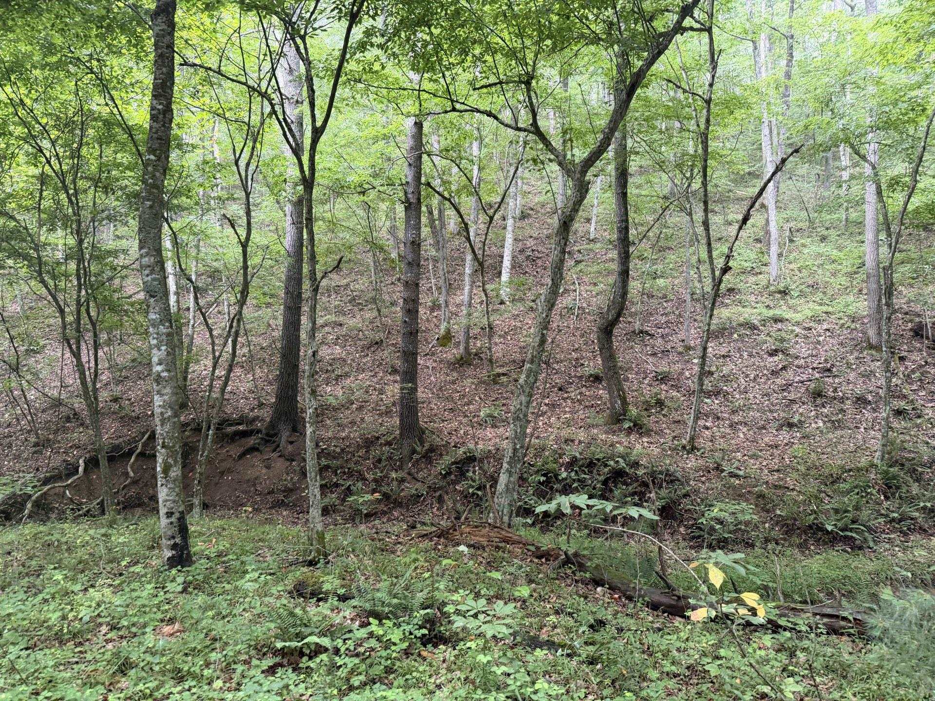 Tbd Short Ridge Drive Bland VA 24315