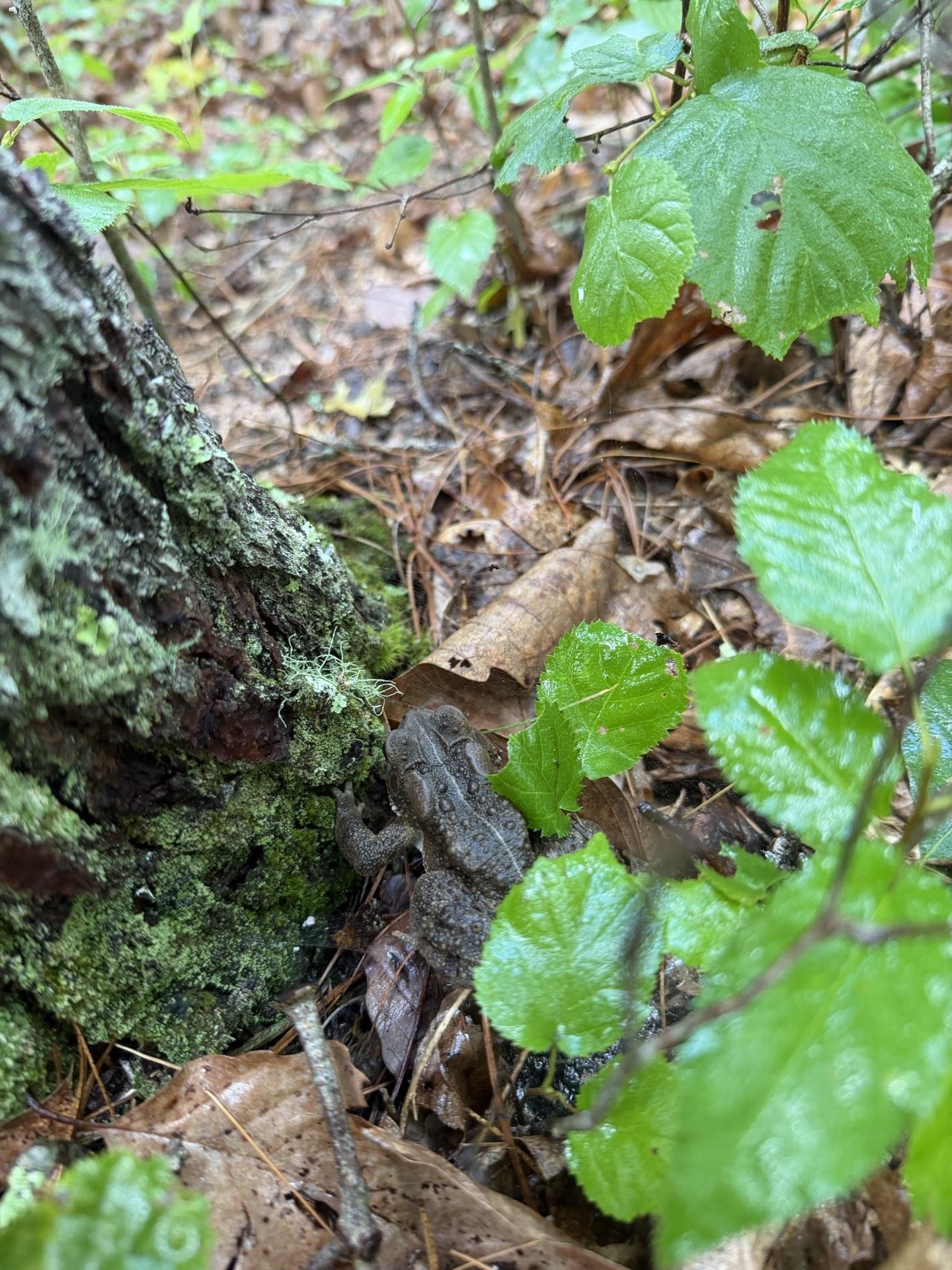 Tbd Short Ridge Drive Bland VA 24315