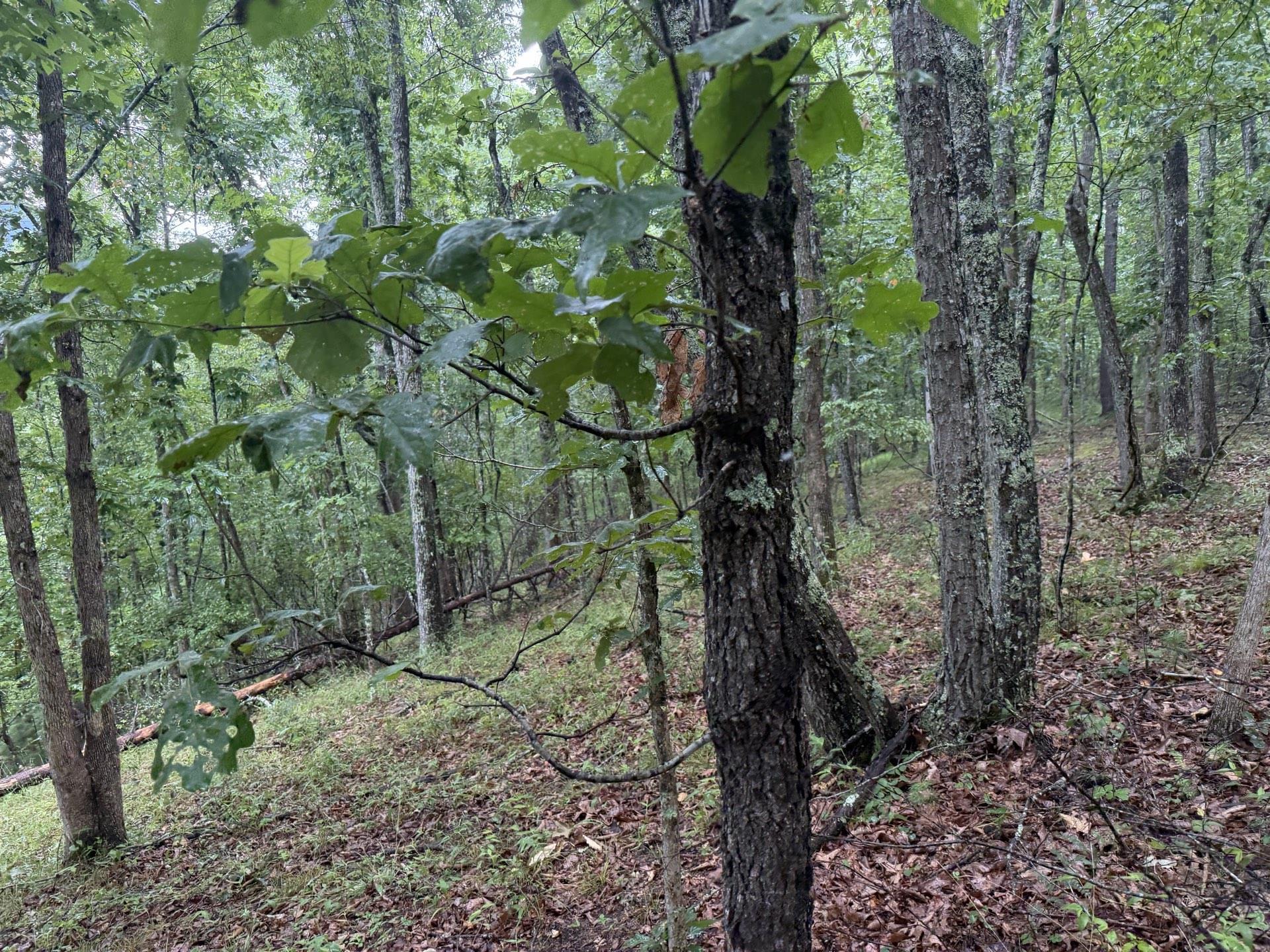 Tbd Short Ridge Drive Bland VA 24315