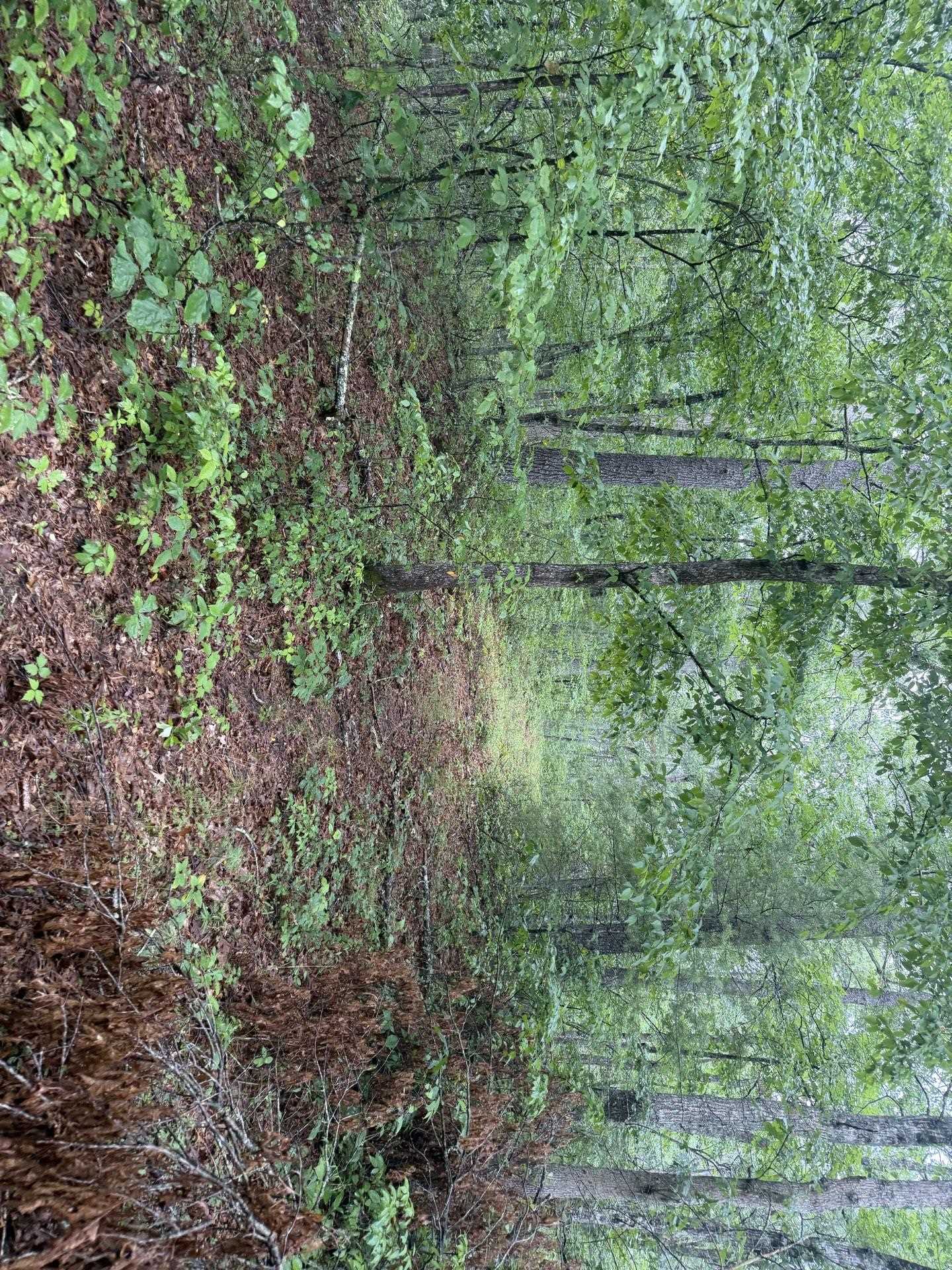 Tbd Short Ridge Drive Bland VA 24315