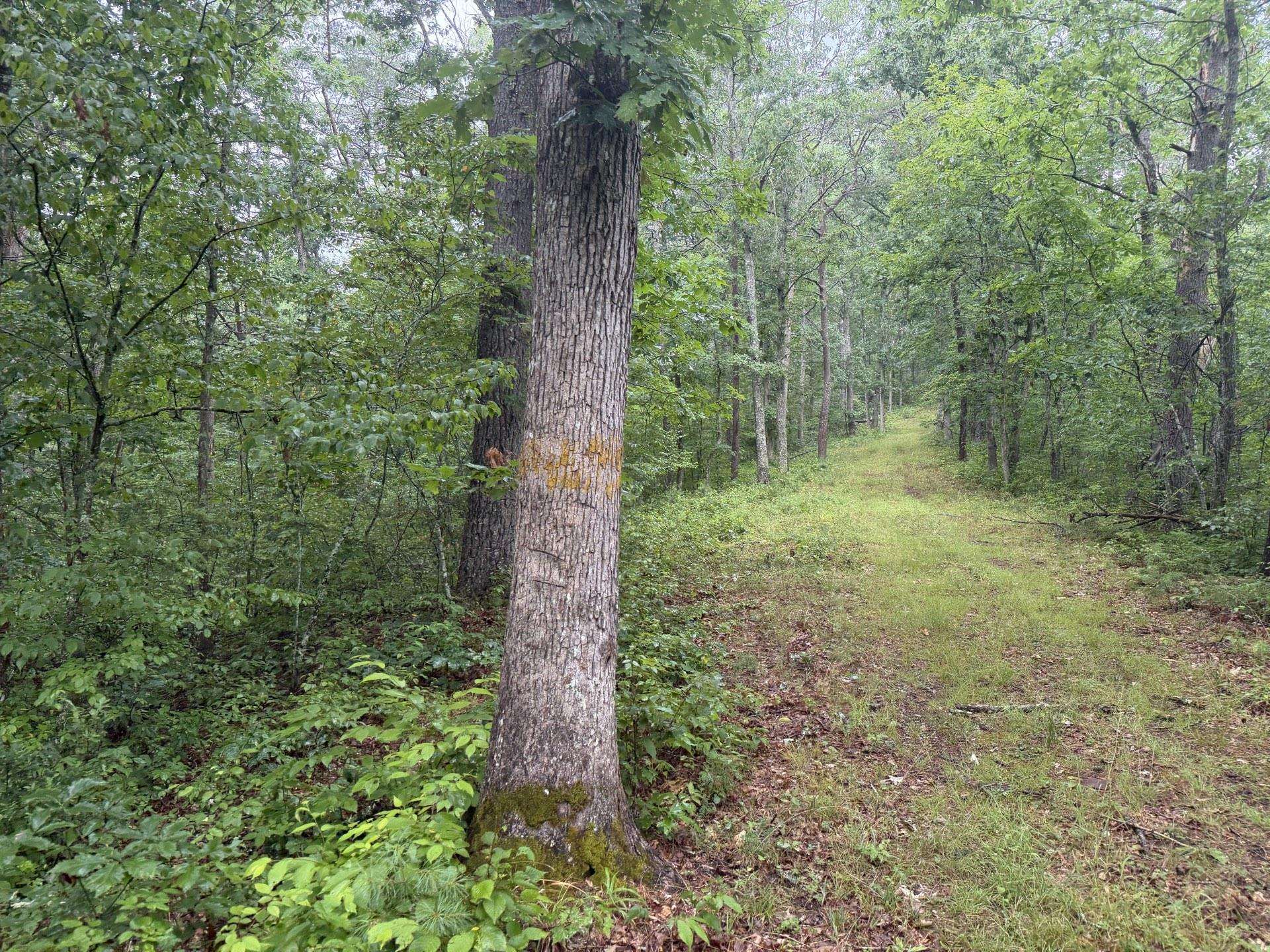 Tbd Short Ridge Drive Bland VA 24315