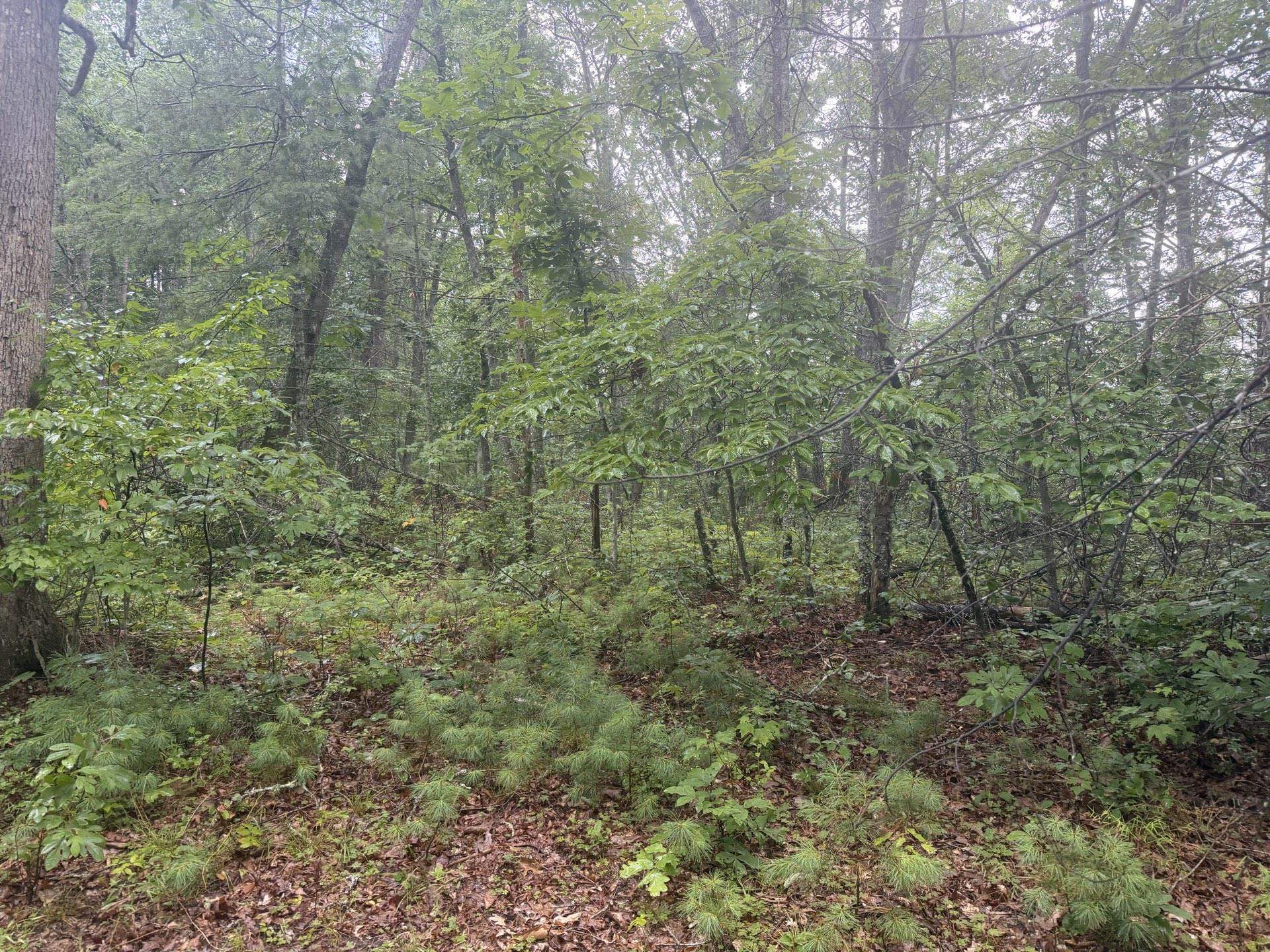 Tbd Short Ridge Drive Bland VA 24315