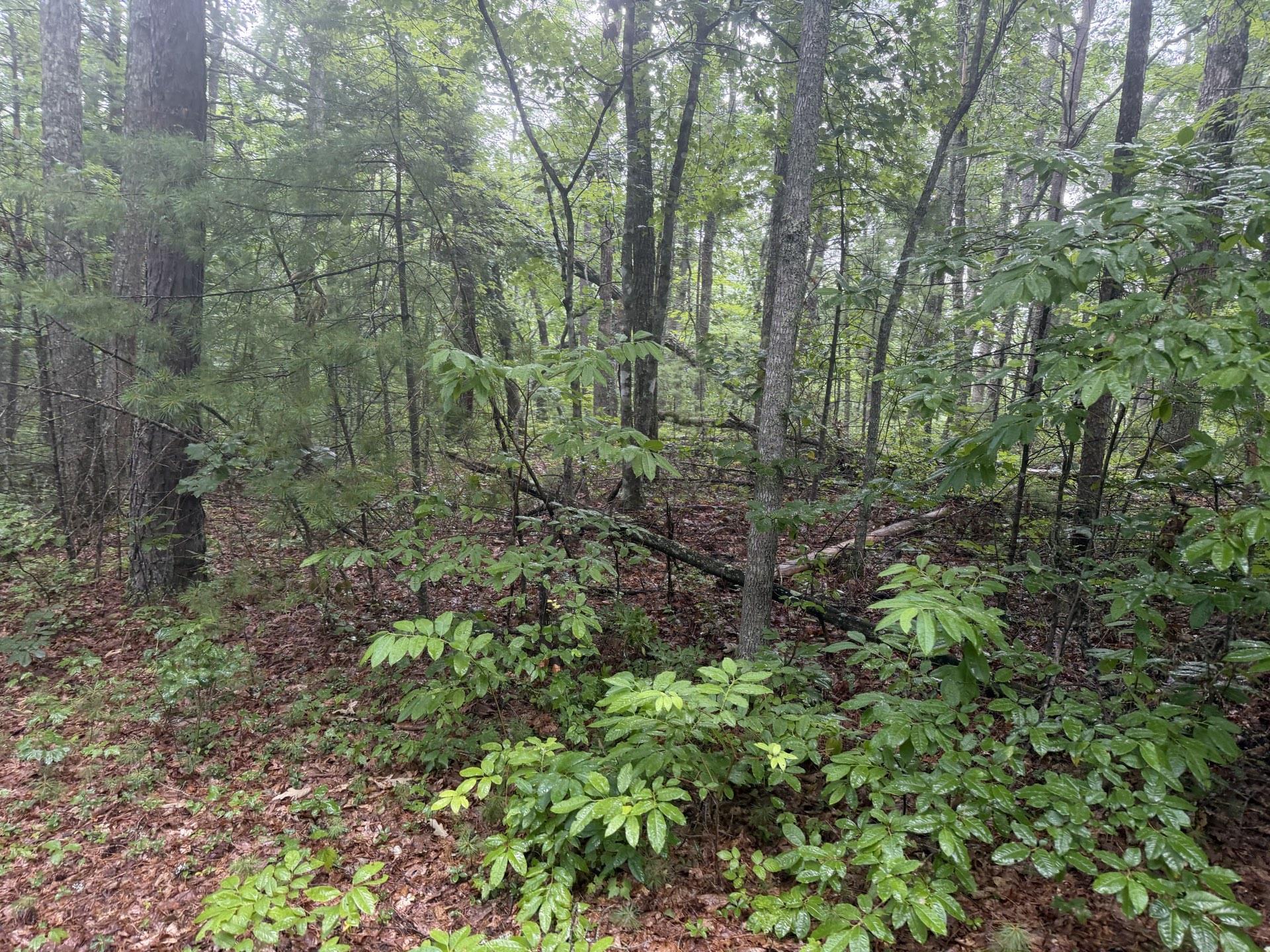 Tbd Short Ridge Drive Bland VA 24315