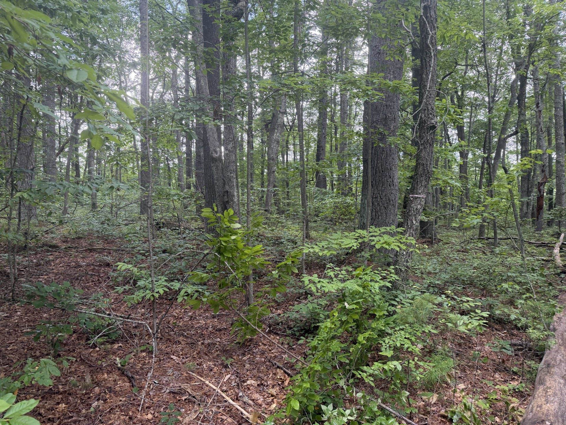 Tbd Short Ridge Drive Bland VA 24315