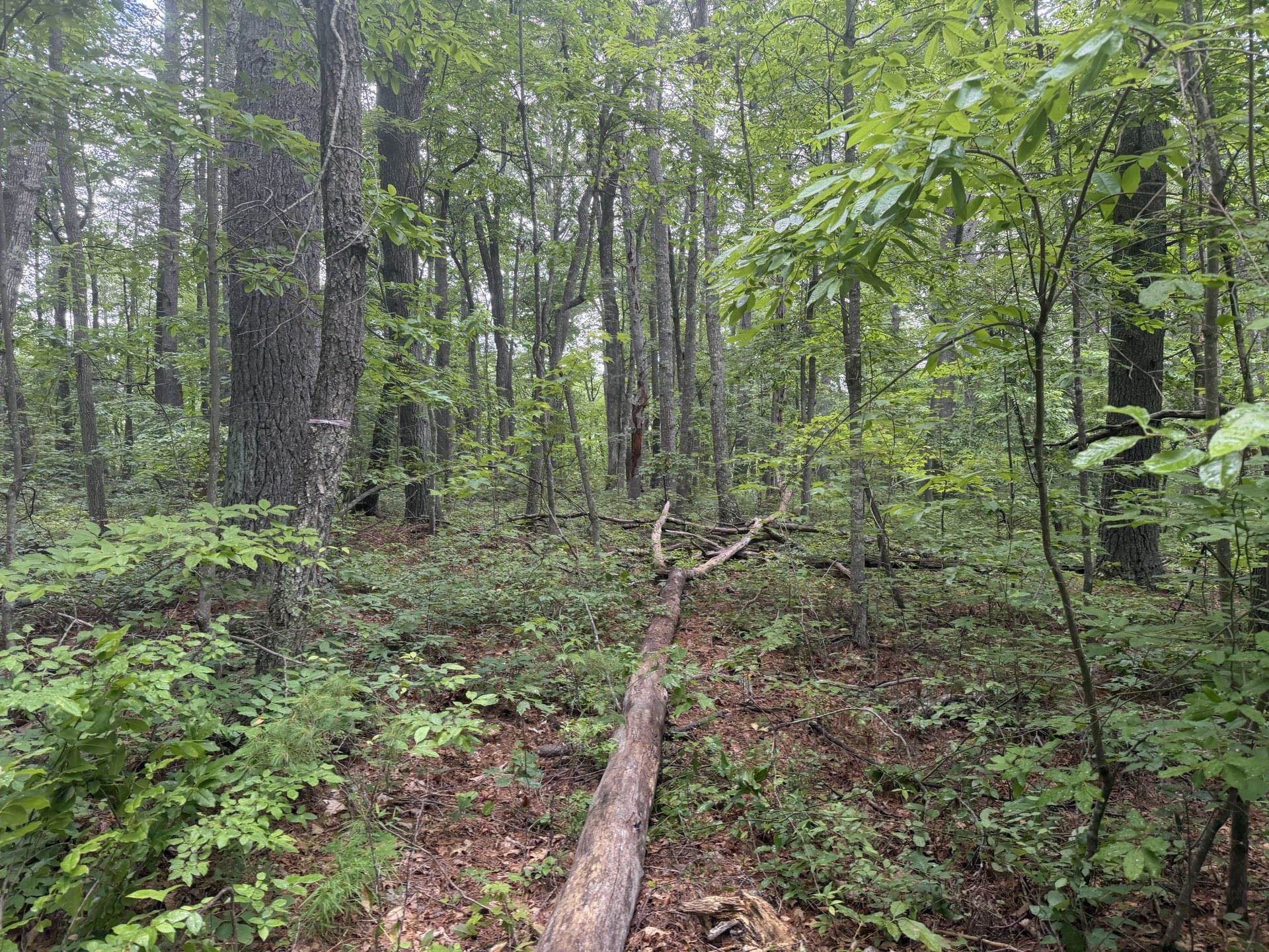 Tbd Short Ridge Drive Bland VA 24315