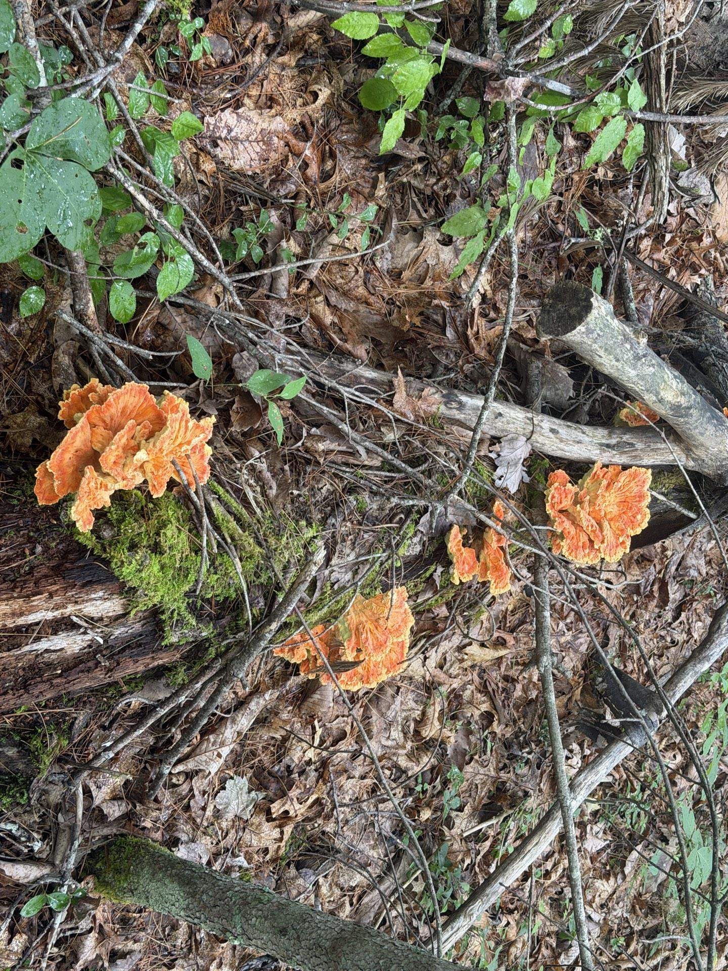 Tbd Short Ridge Drive Bland VA 24315