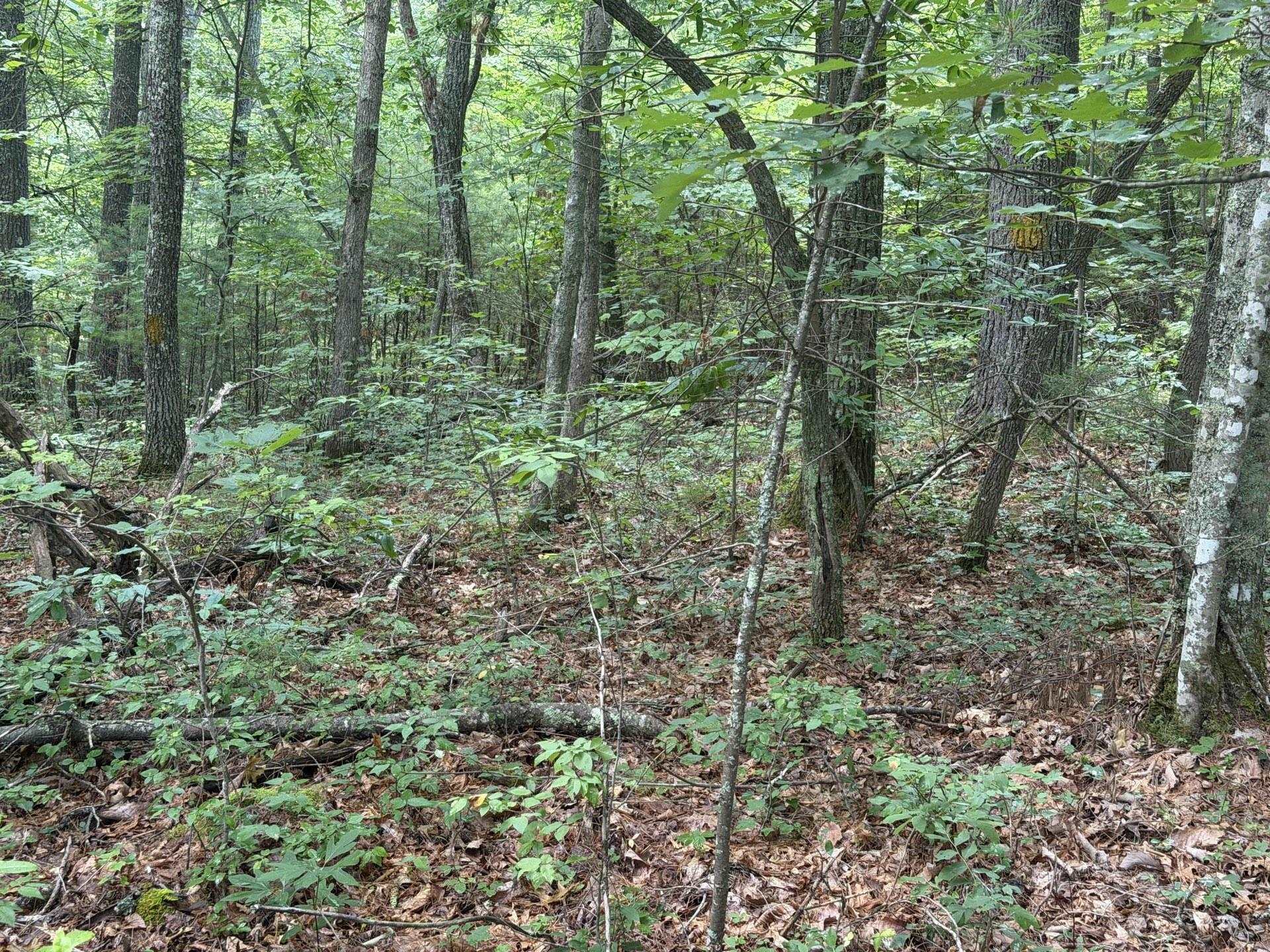 Tbd Short Ridge Drive Bland VA 24315