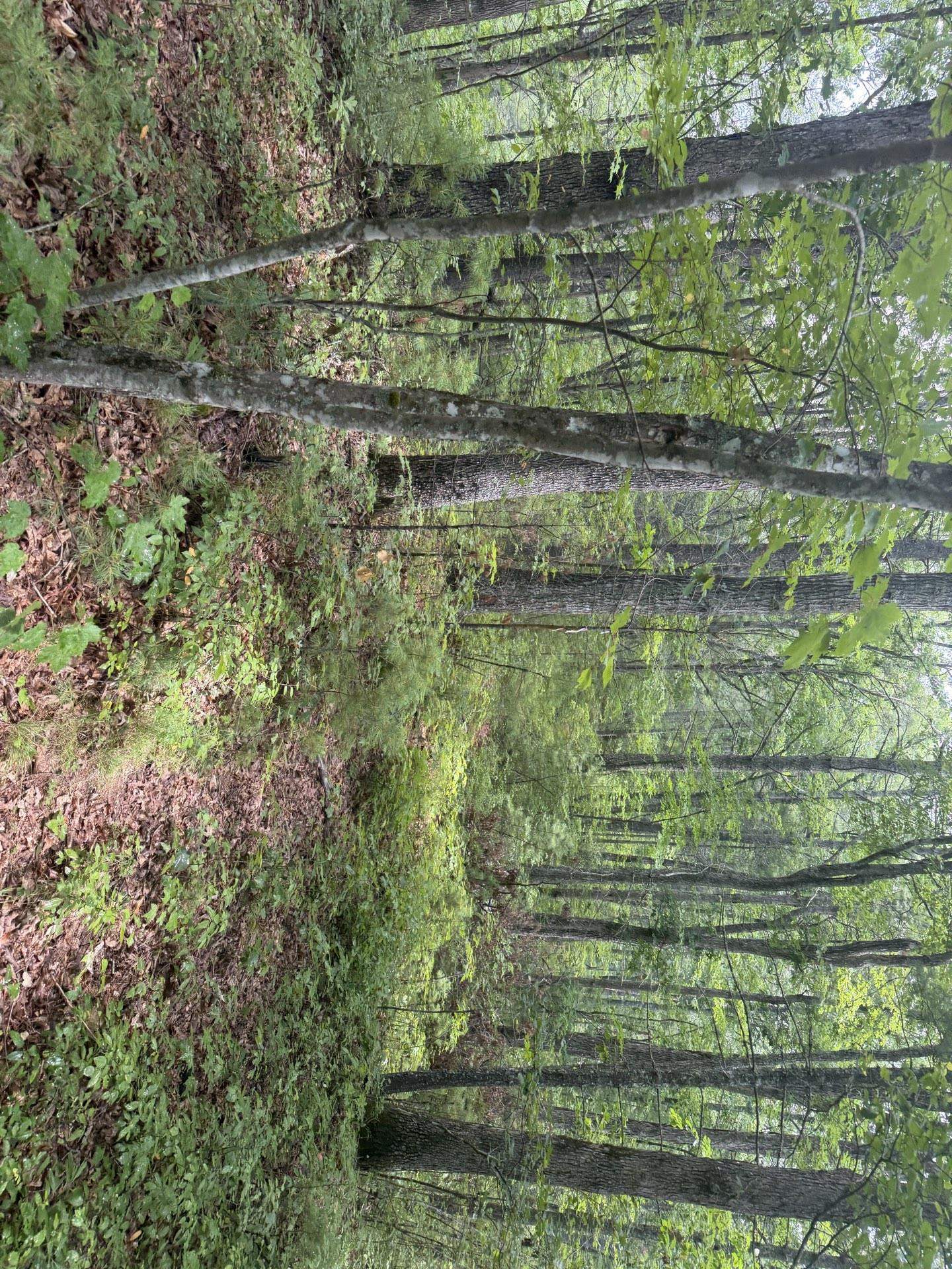 Tbd Short Ridge Drive Bland VA 24315