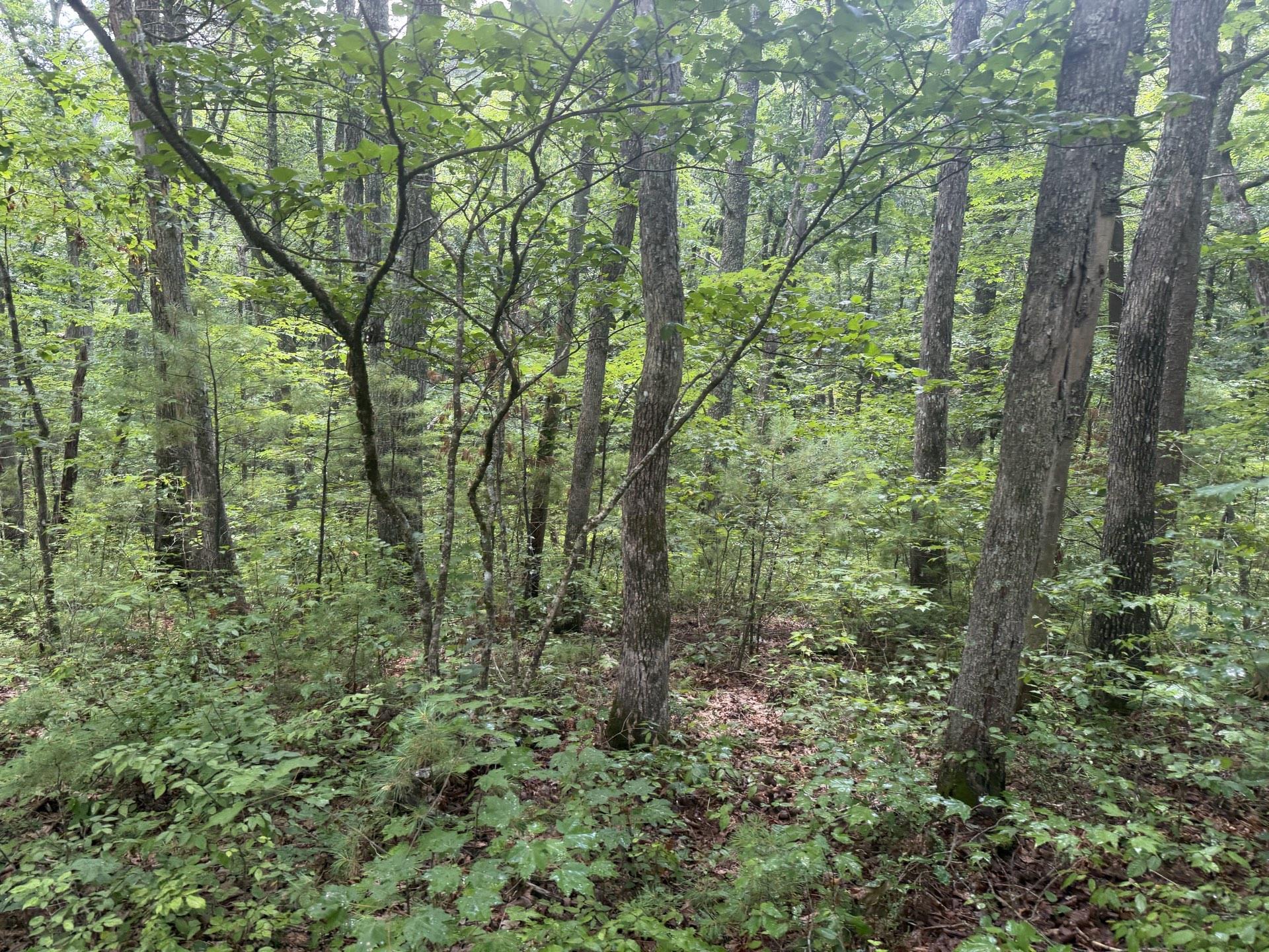 Tbd Short Ridge Drive Bland VA 24315