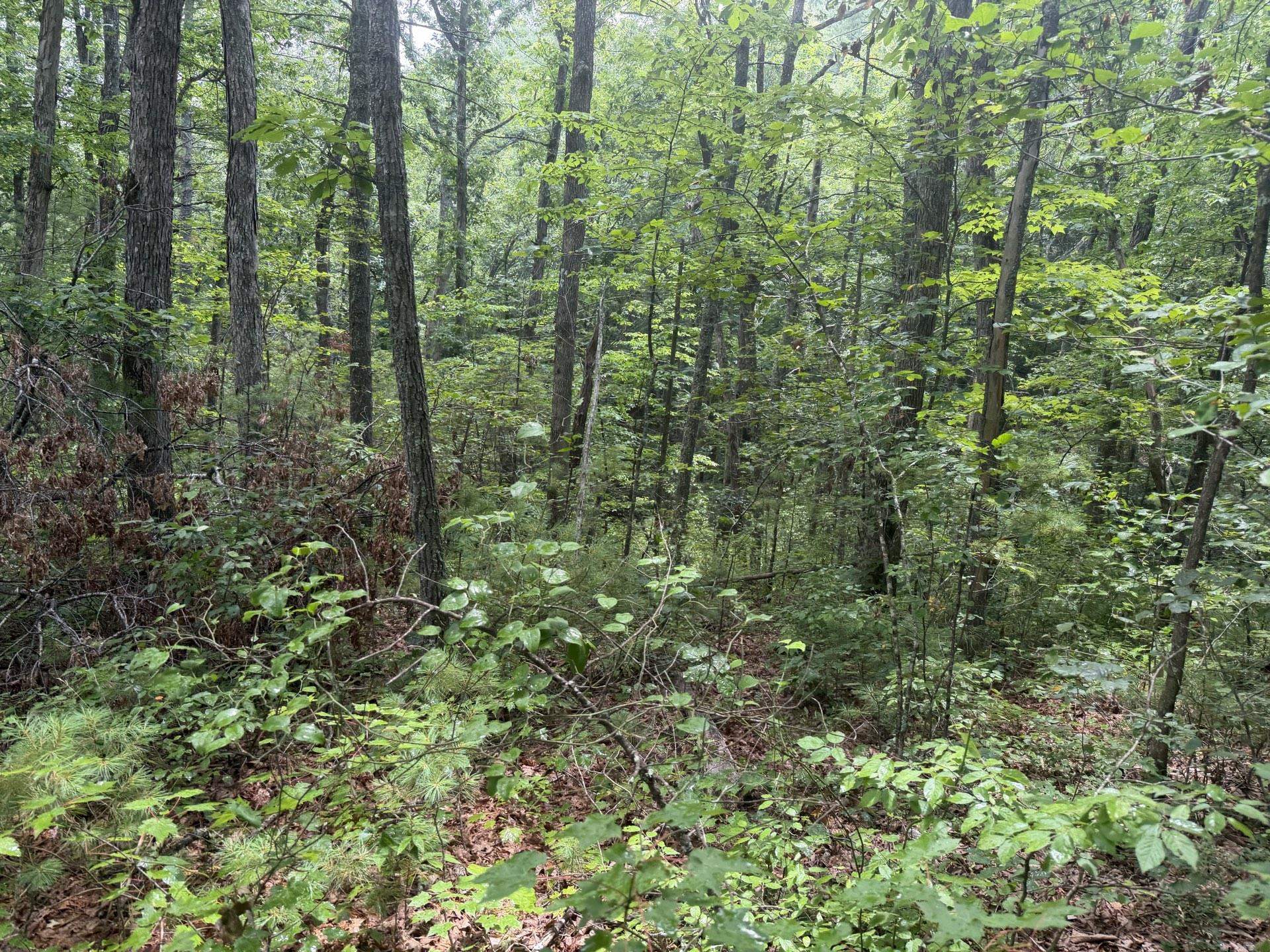 Tbd Short Ridge Drive Bland VA 24315