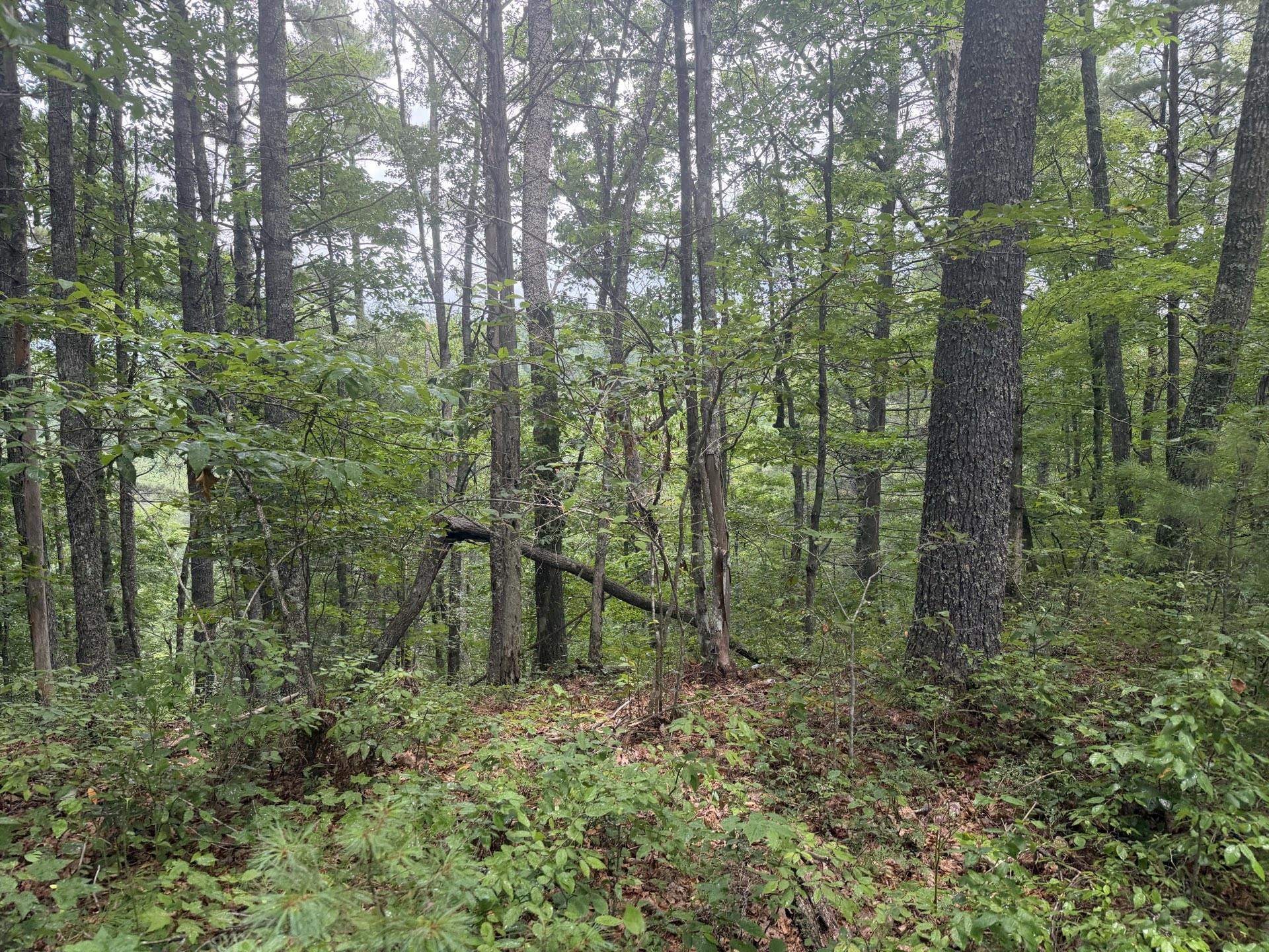 Tbd Short Ridge Drive Bland VA 24315