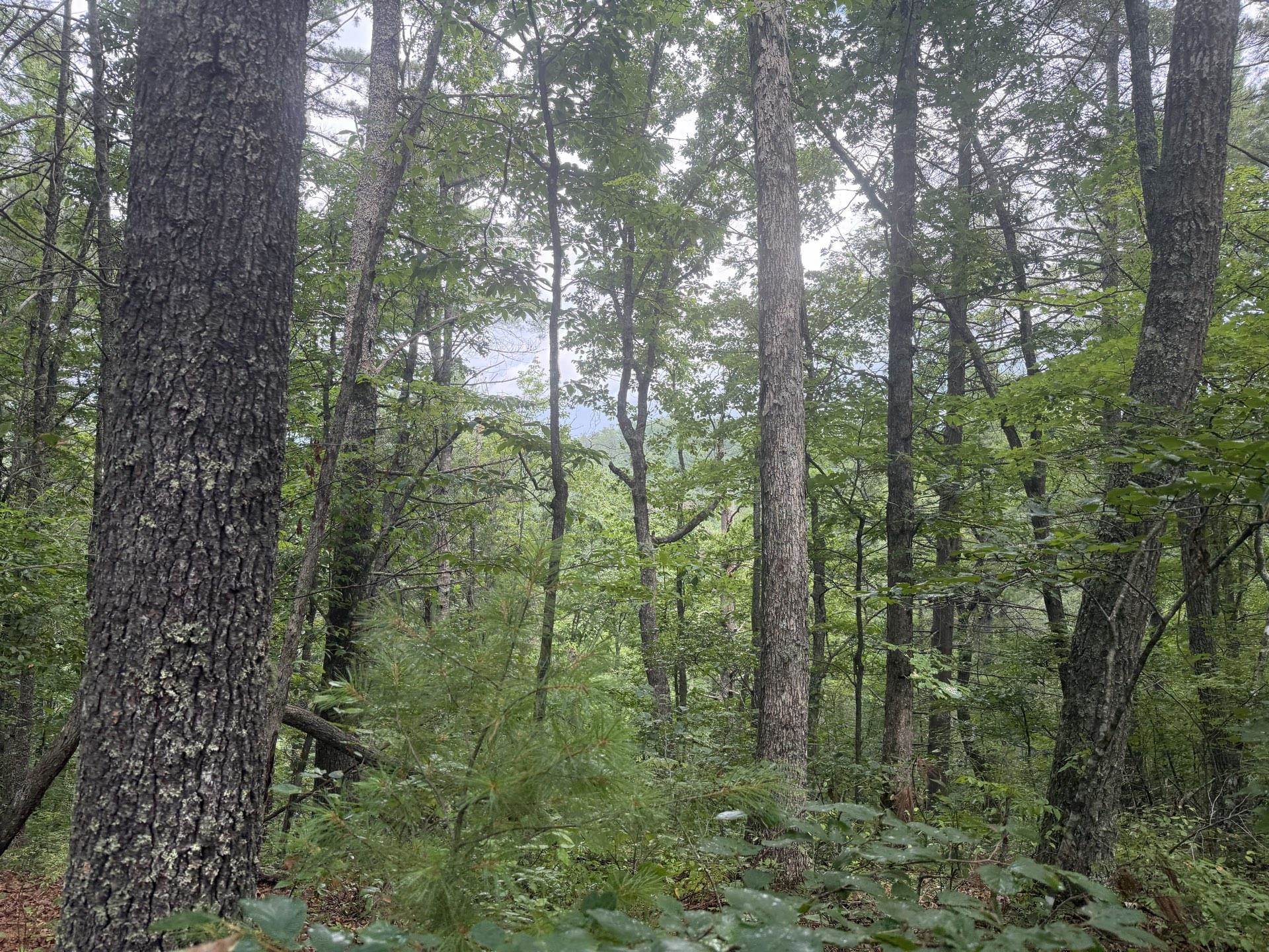 Tbd Short Ridge Drive Bland VA 24315
