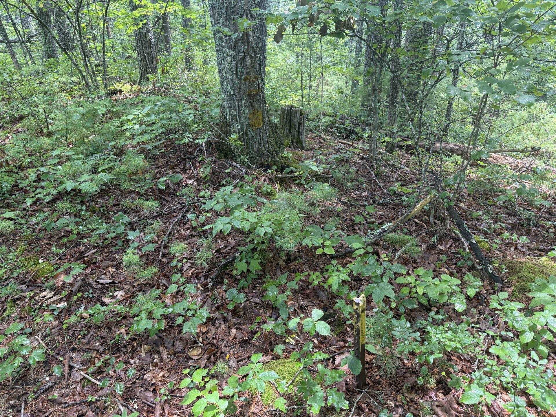 Tbd Short Ridge Drive Bland VA 24315