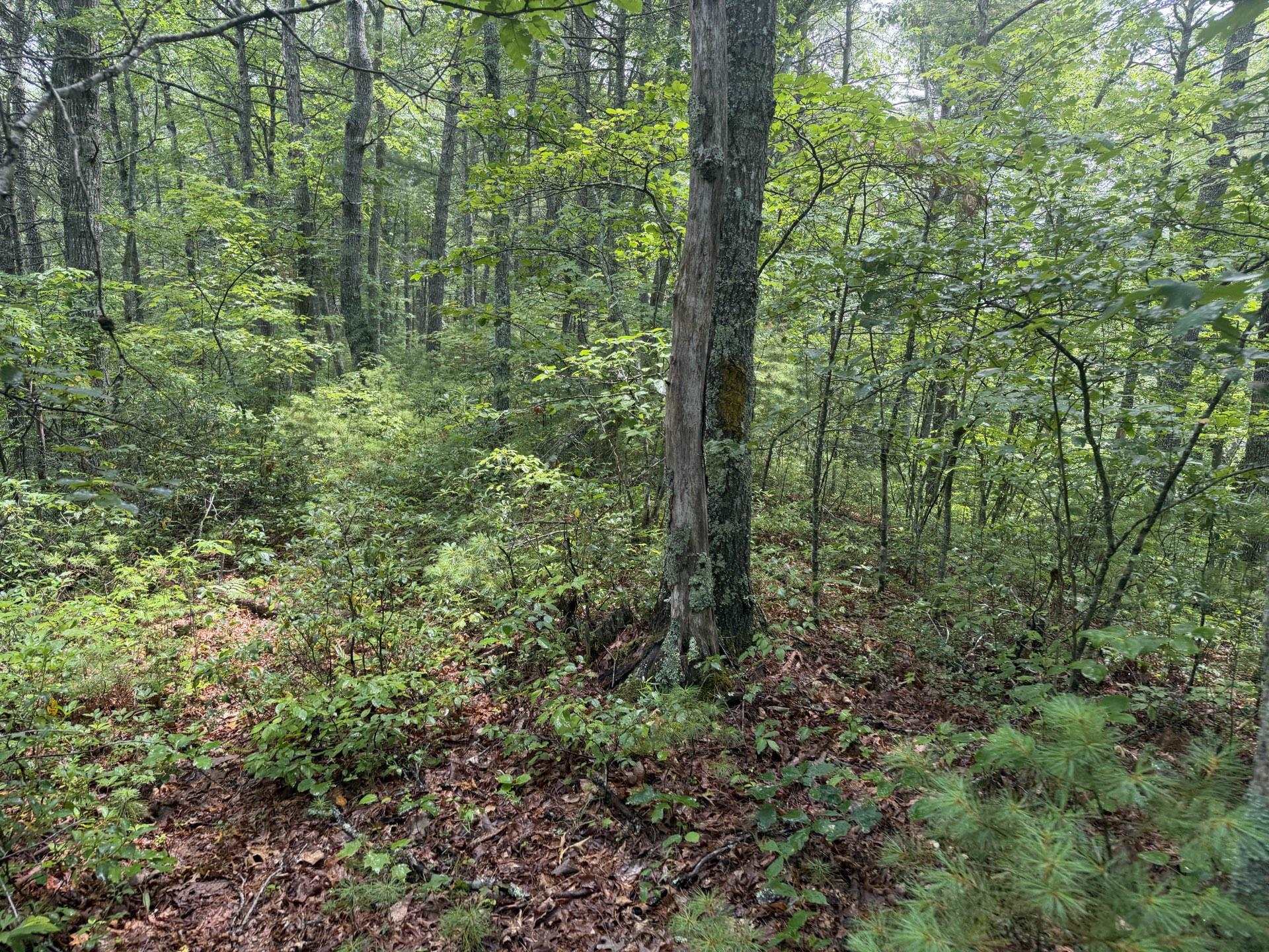 Tbd Short Ridge Drive Bland VA 24315