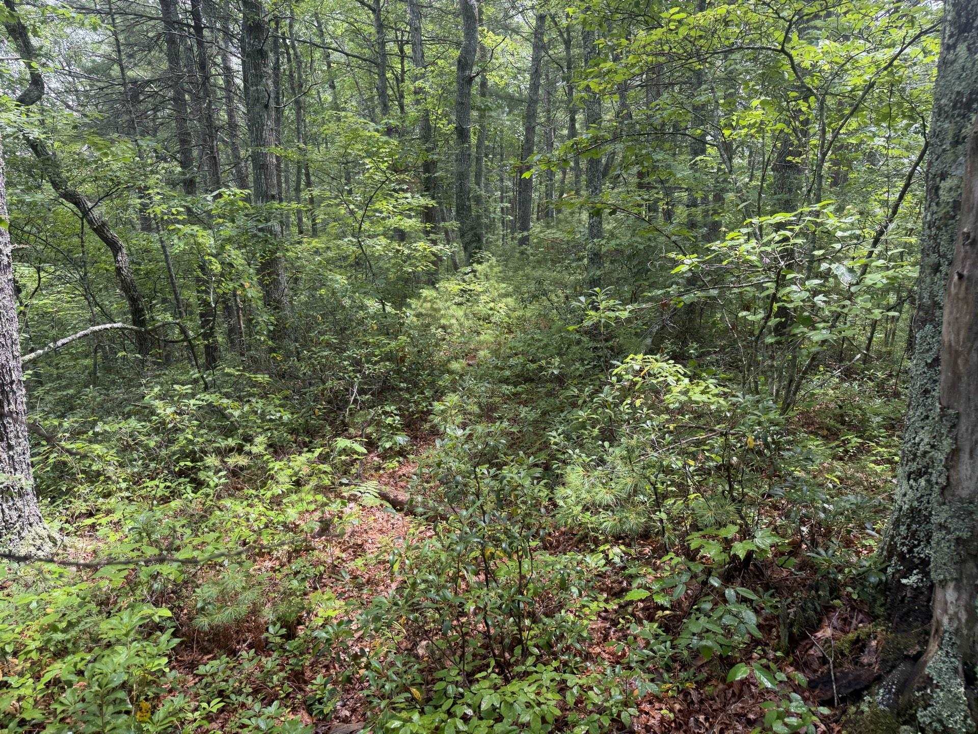 Tbd Short Ridge Drive Bland VA 24315