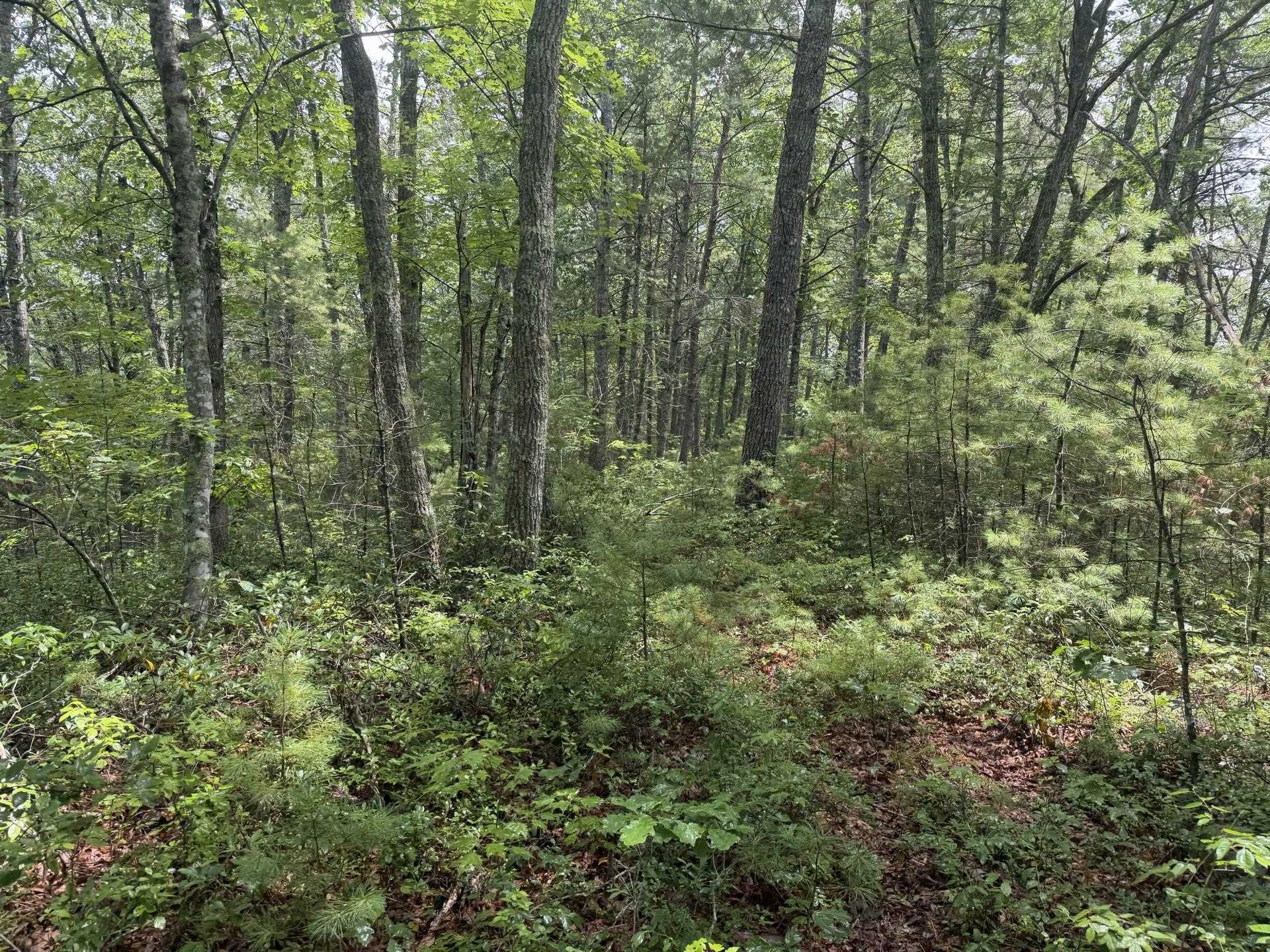 Tbd Short Ridge Drive Bland VA 24315