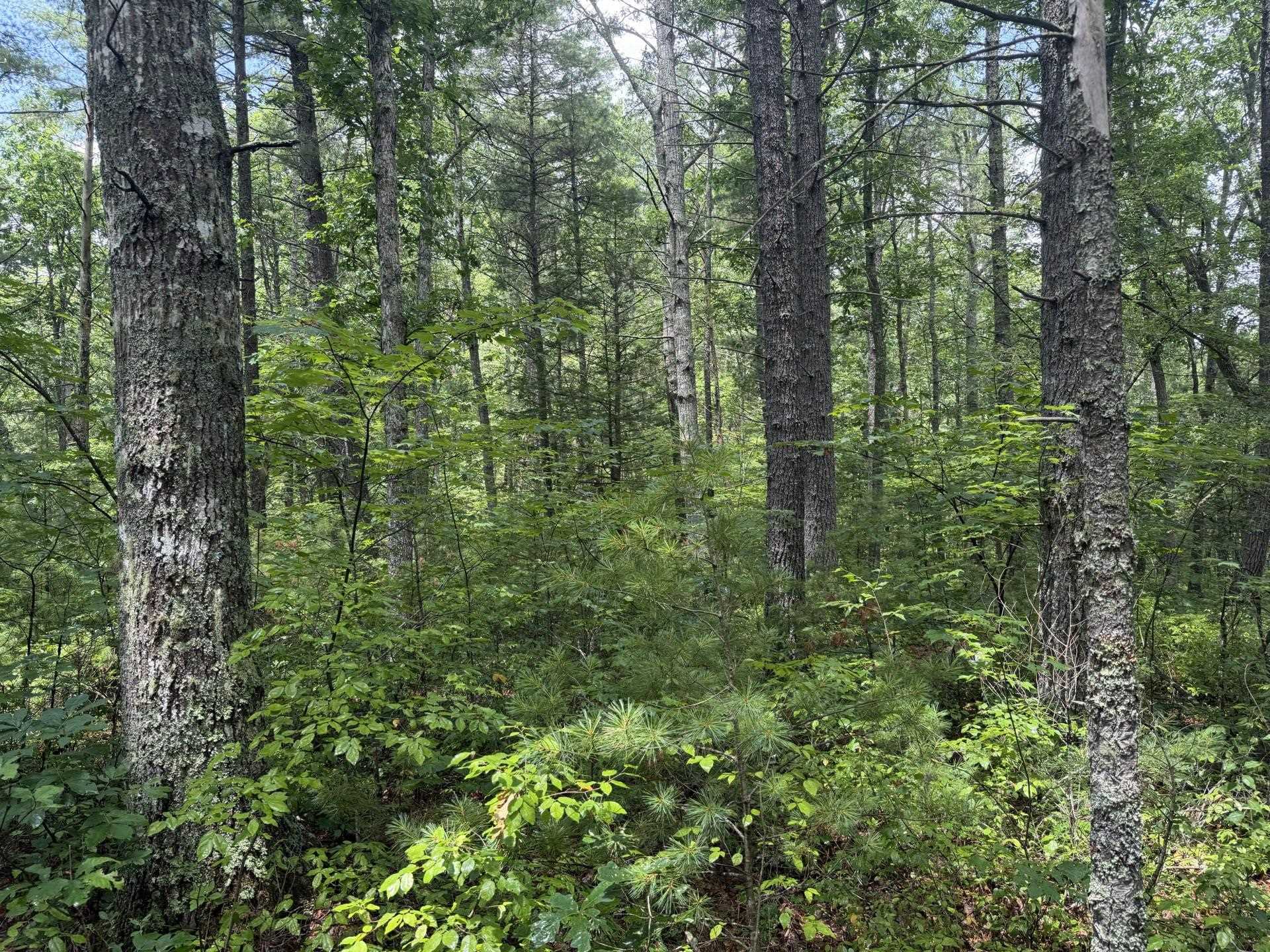 Tbd Short Ridge Drive Bland VA 24315