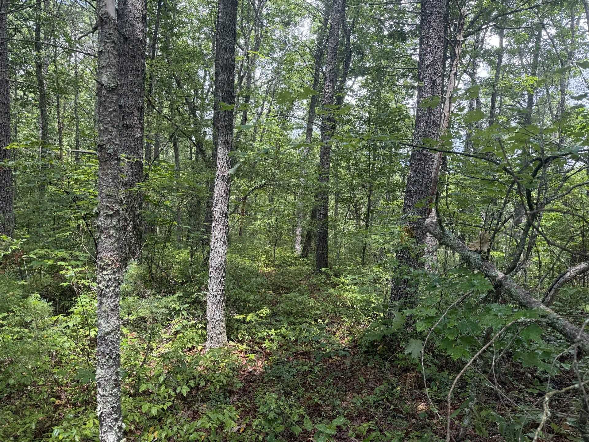 Tbd Short Ridge Drive Bland VA 24315