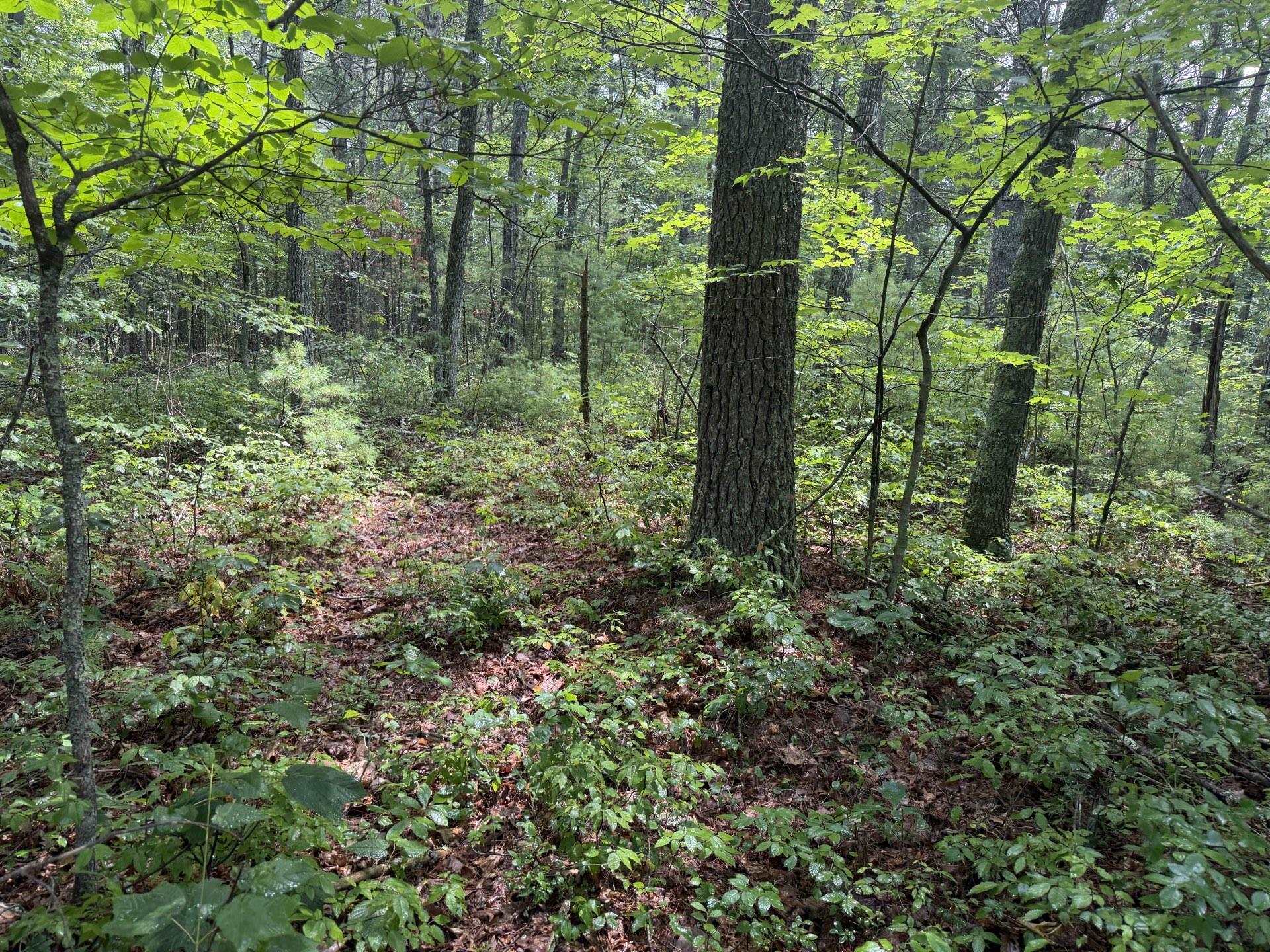 Tbd Short Ridge Drive Bland VA 24315